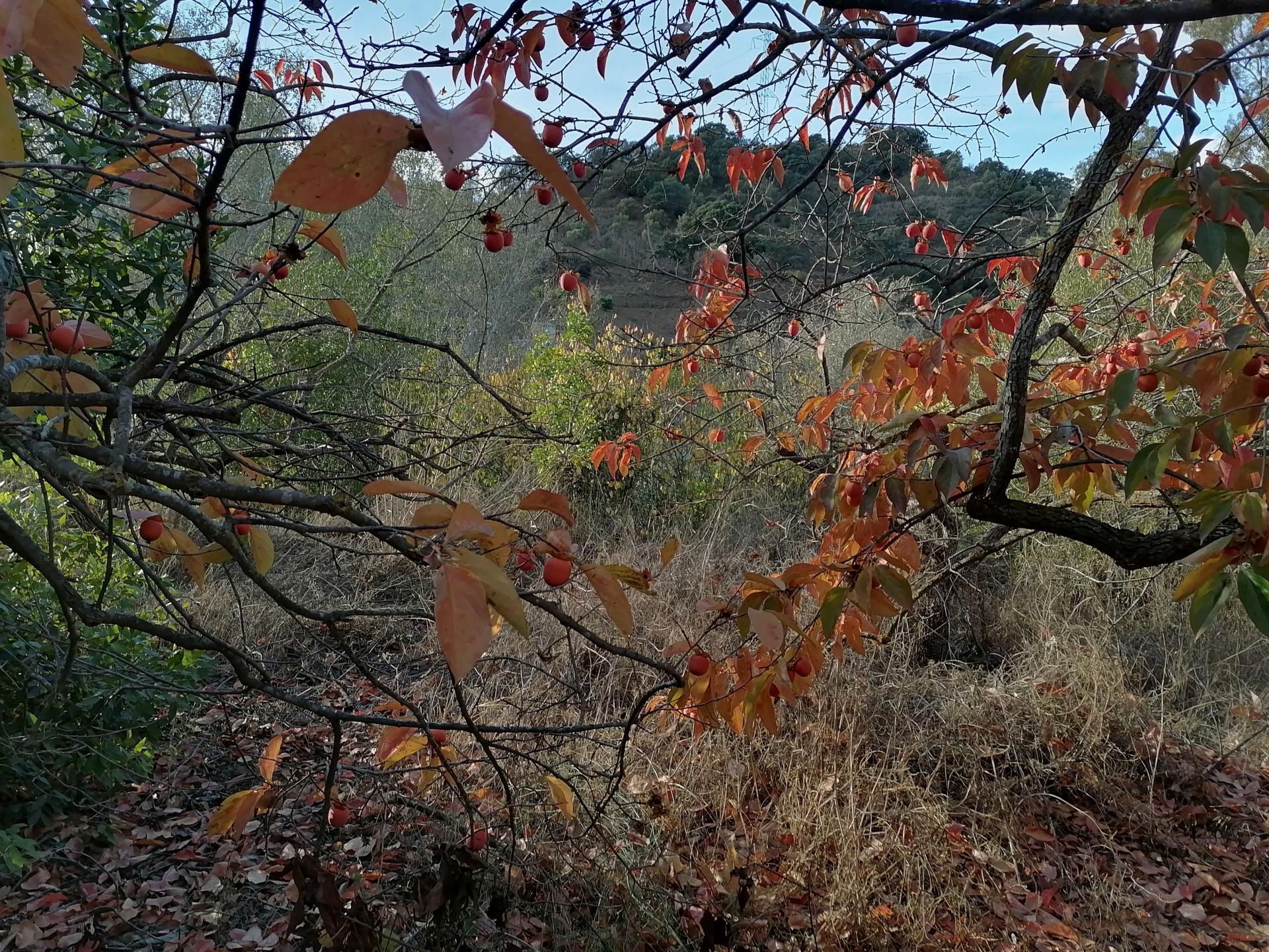 Jord i Alhaurín el Grande, Andalucía 11221141