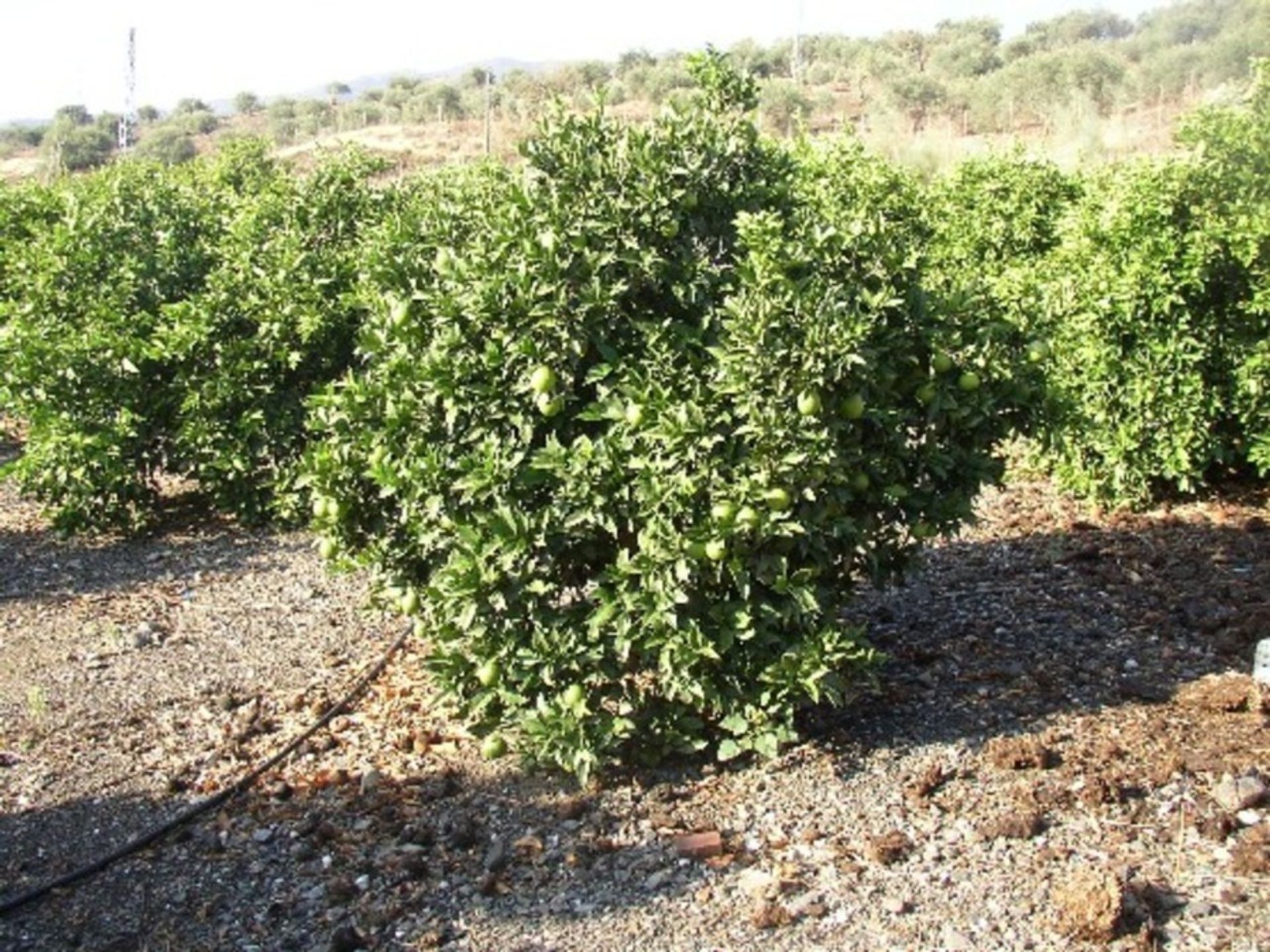 loger dans Bermejo, Andalucía 11223875