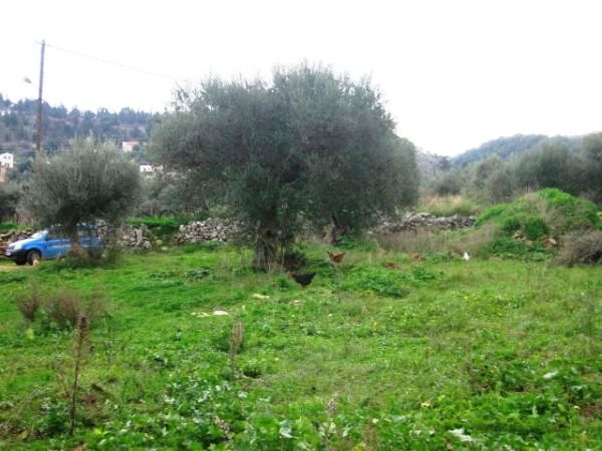 Land i Kefalas, Kriti 11224508