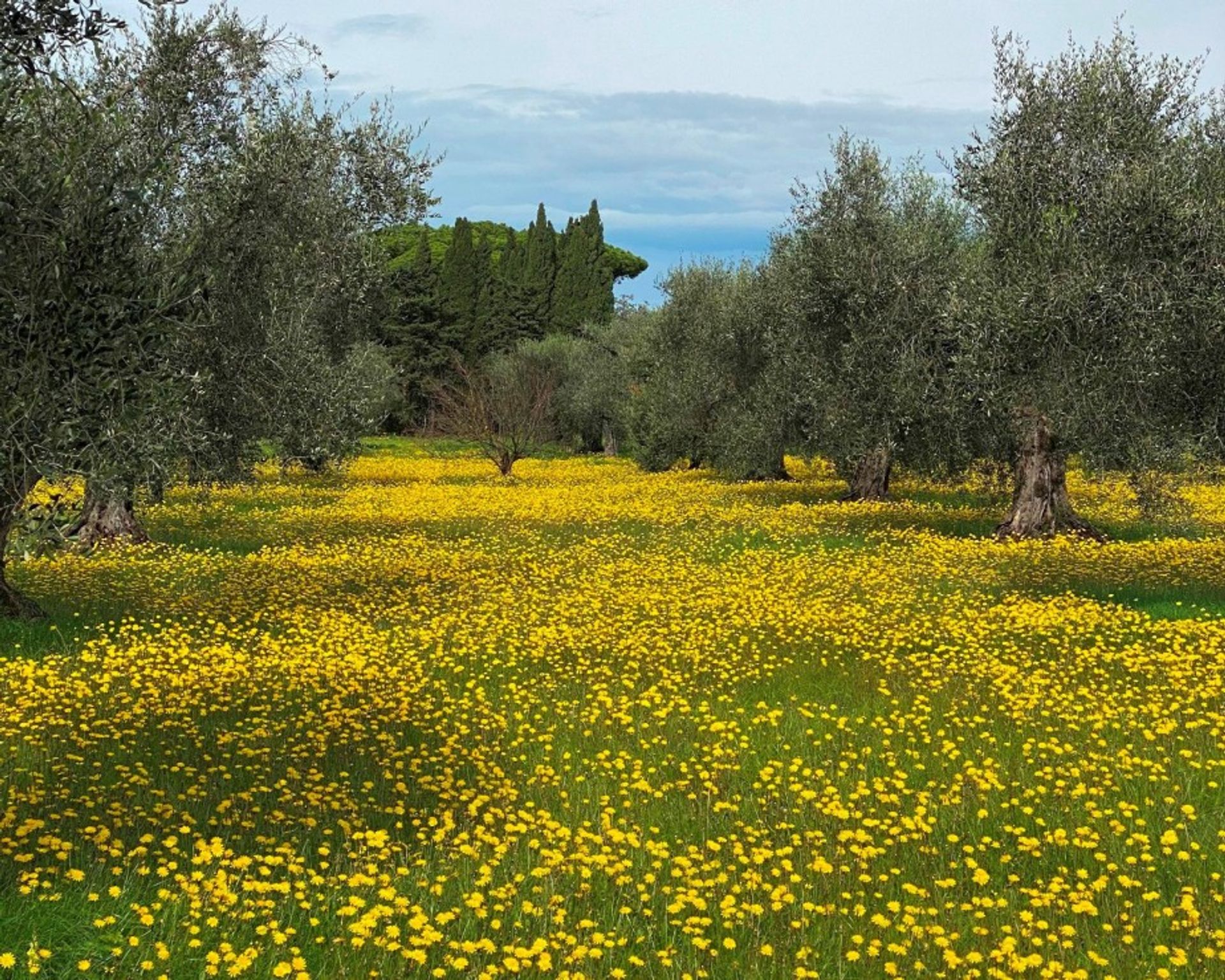 房子 在 Castagneto Carducci, Toscana 11227571