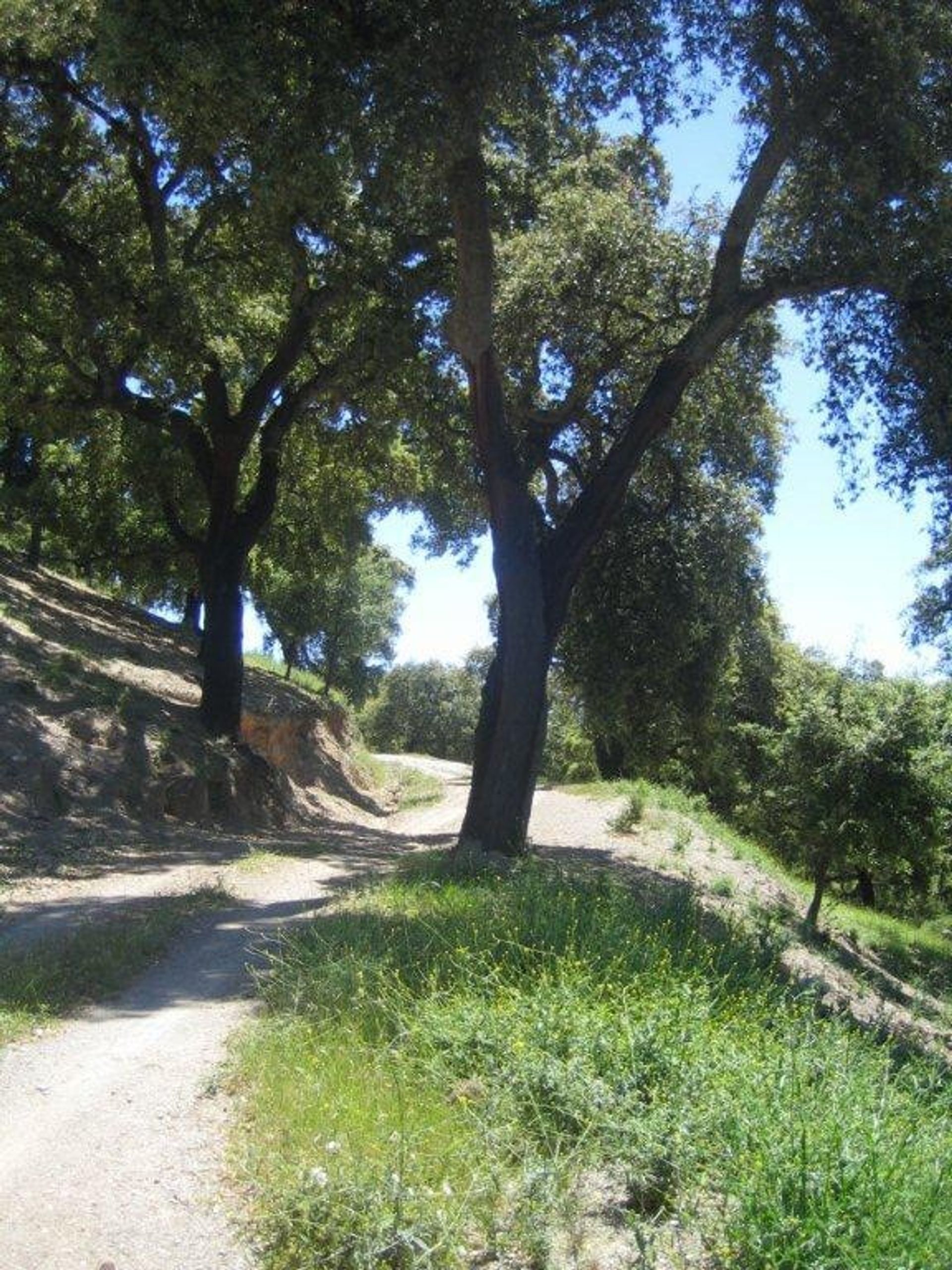 Terra no Ronda, Andalucía 11229792