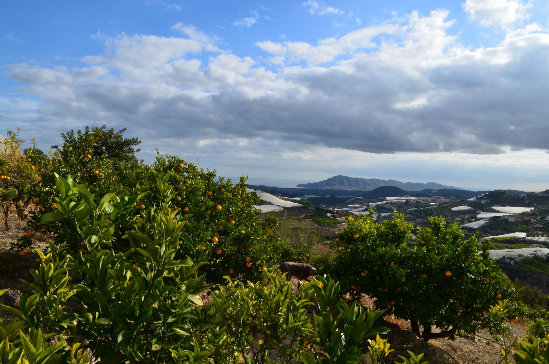 Terre dans Bolulla, Valence 11231217