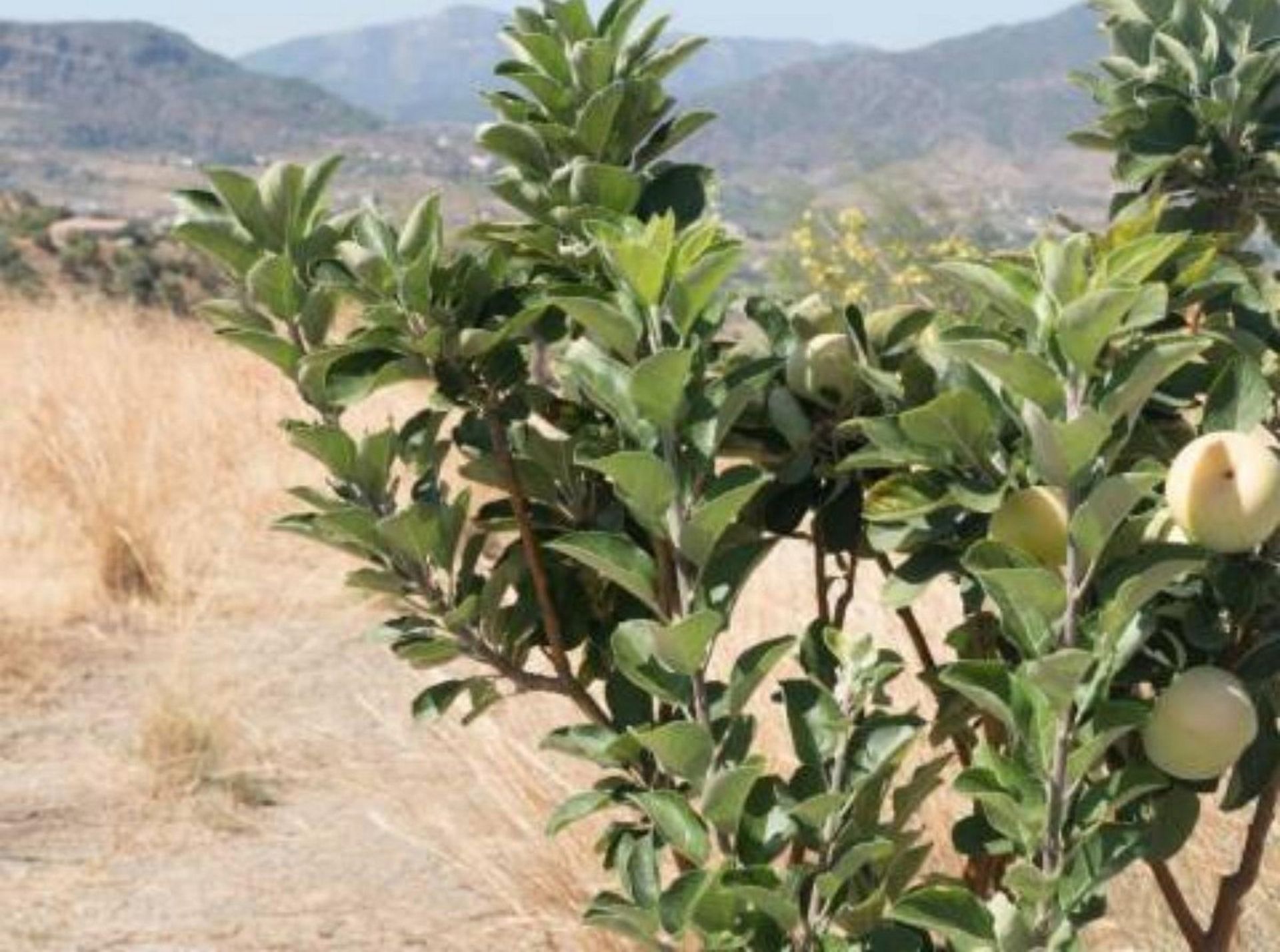 rumah dalam Álora, Andalucía 11233618