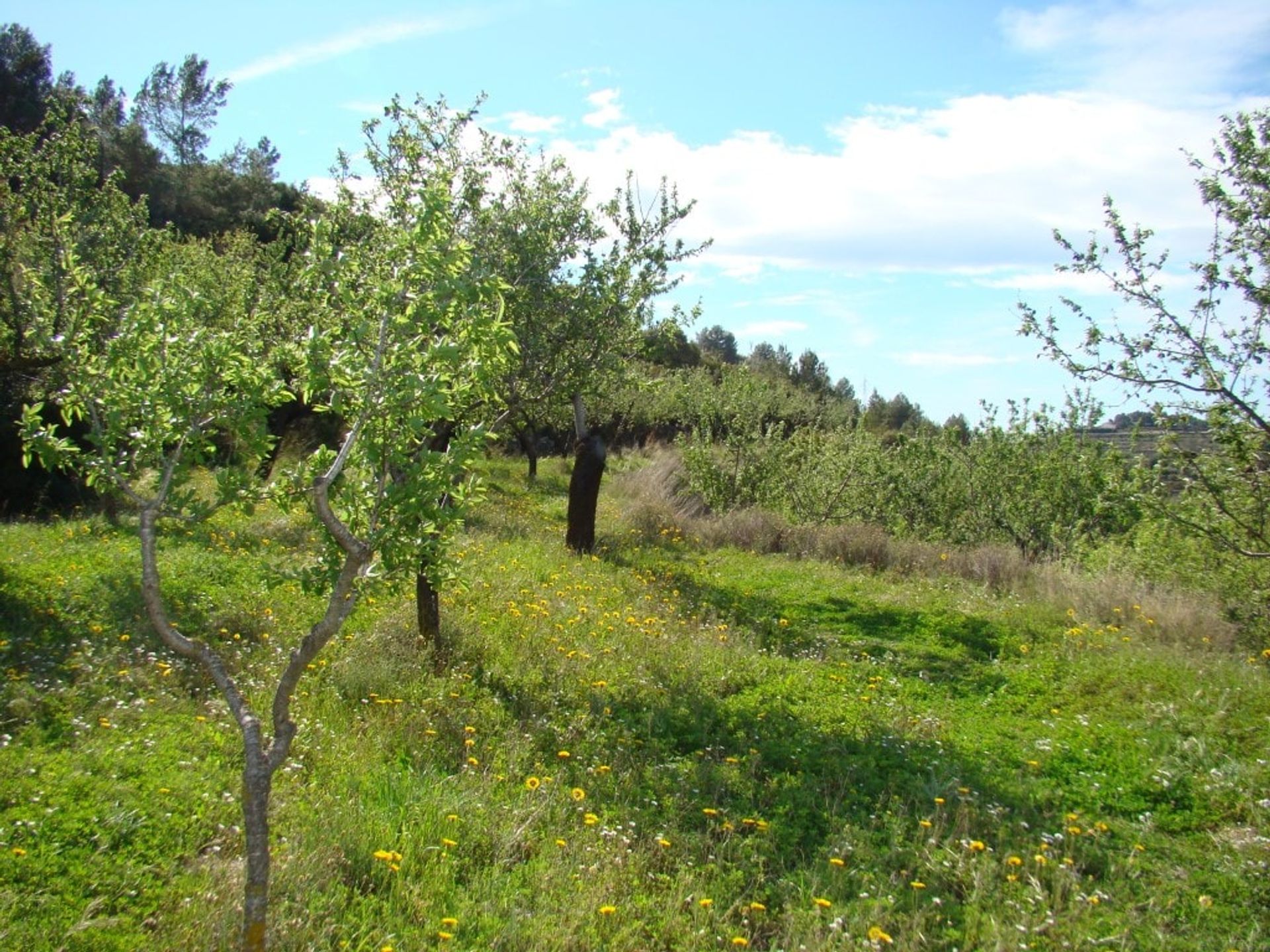 Land i Benimallunt, Valencia 11236616