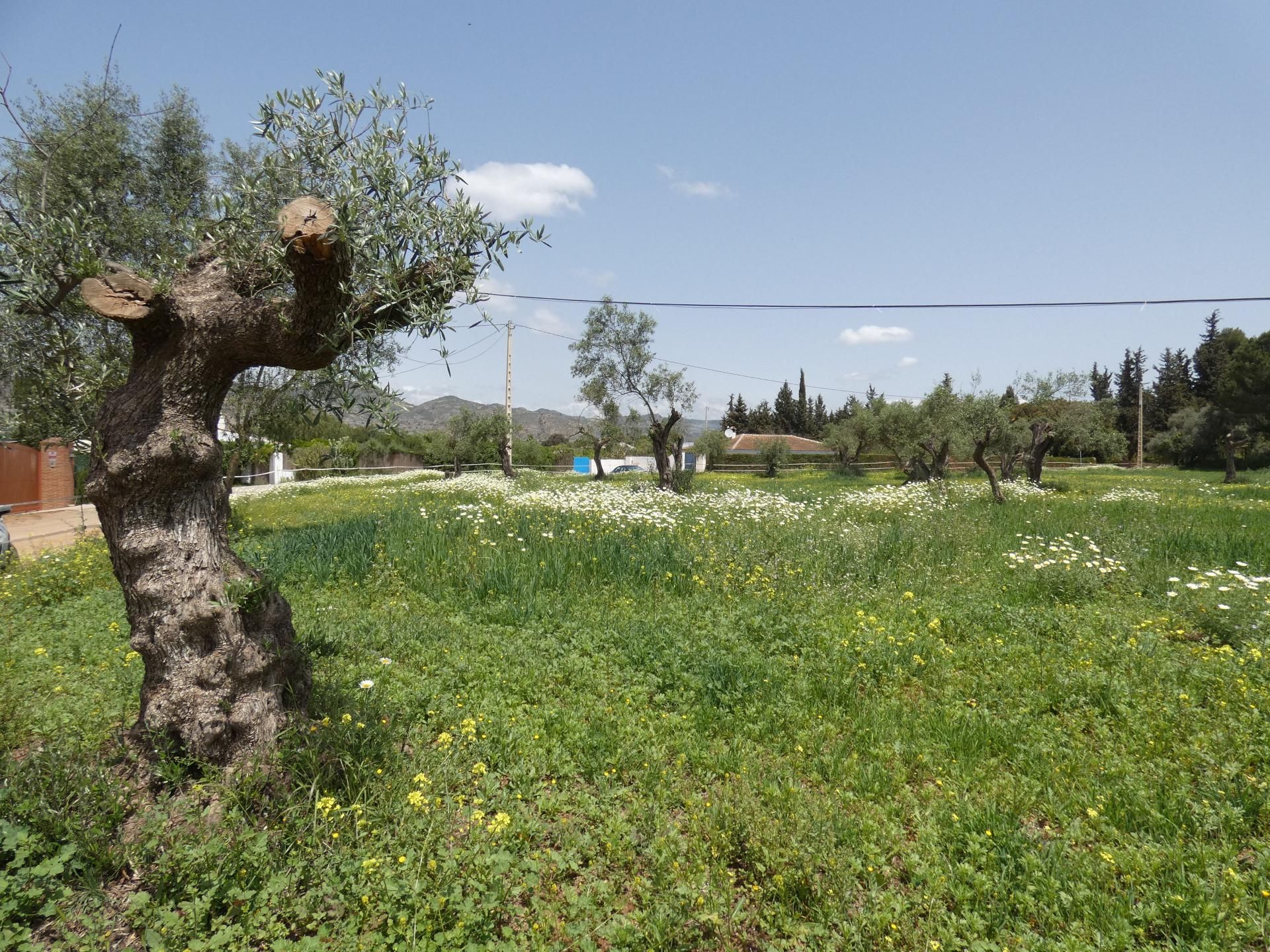 Rumah di Alhaurín el Grande, Andalucía 11250405