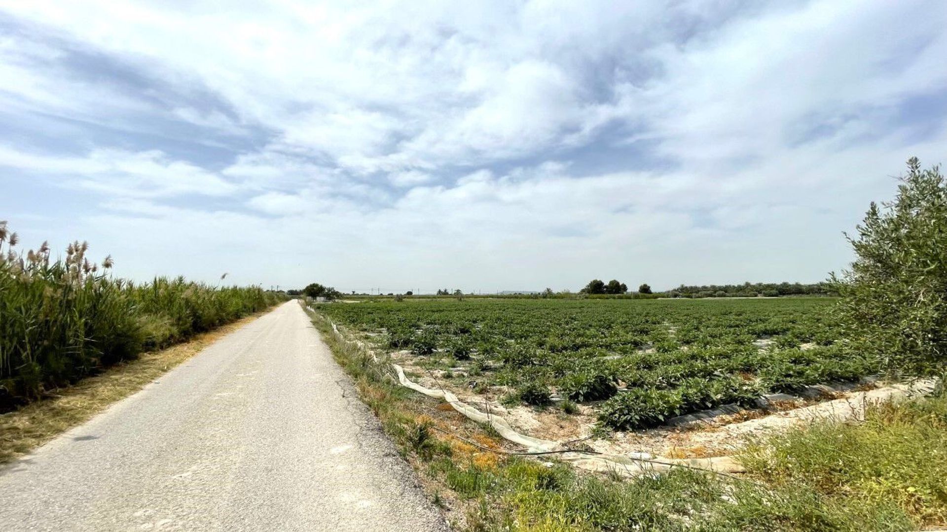 Land in San Isidro, Comunidad Valenciana 11254309