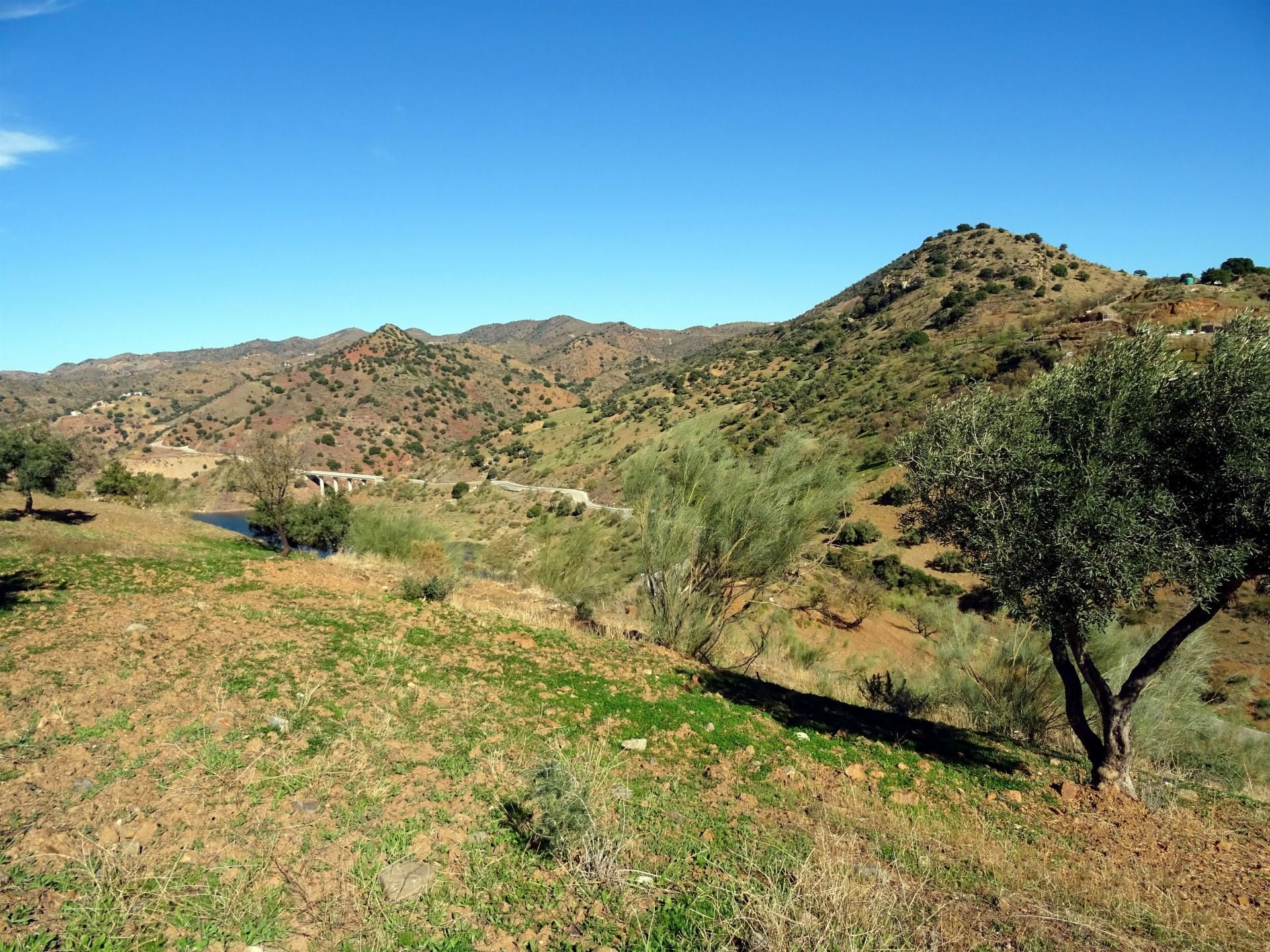 Terre dans Almogía, Andalousie 11258130