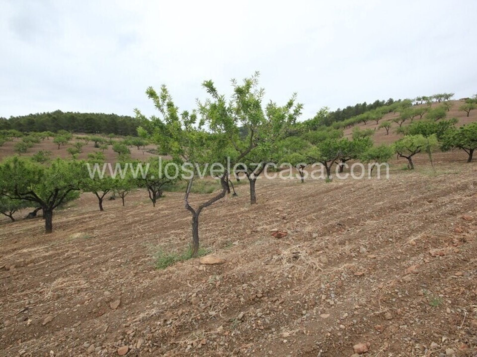 Huis in Lorca, Región de Murcia 11259264