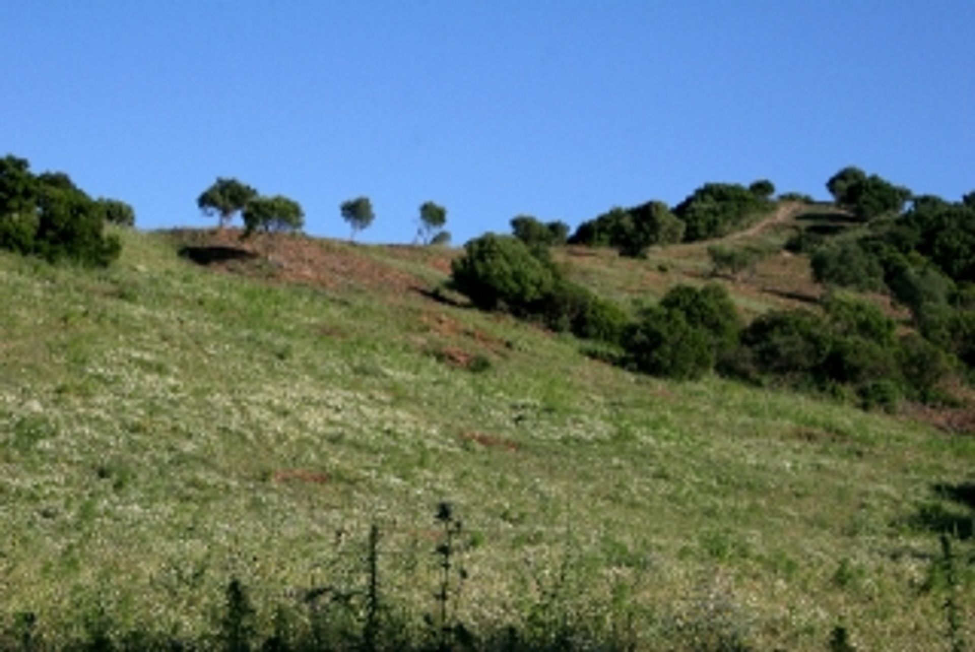 Tierra en Sotogrande, Andalusia 11263135