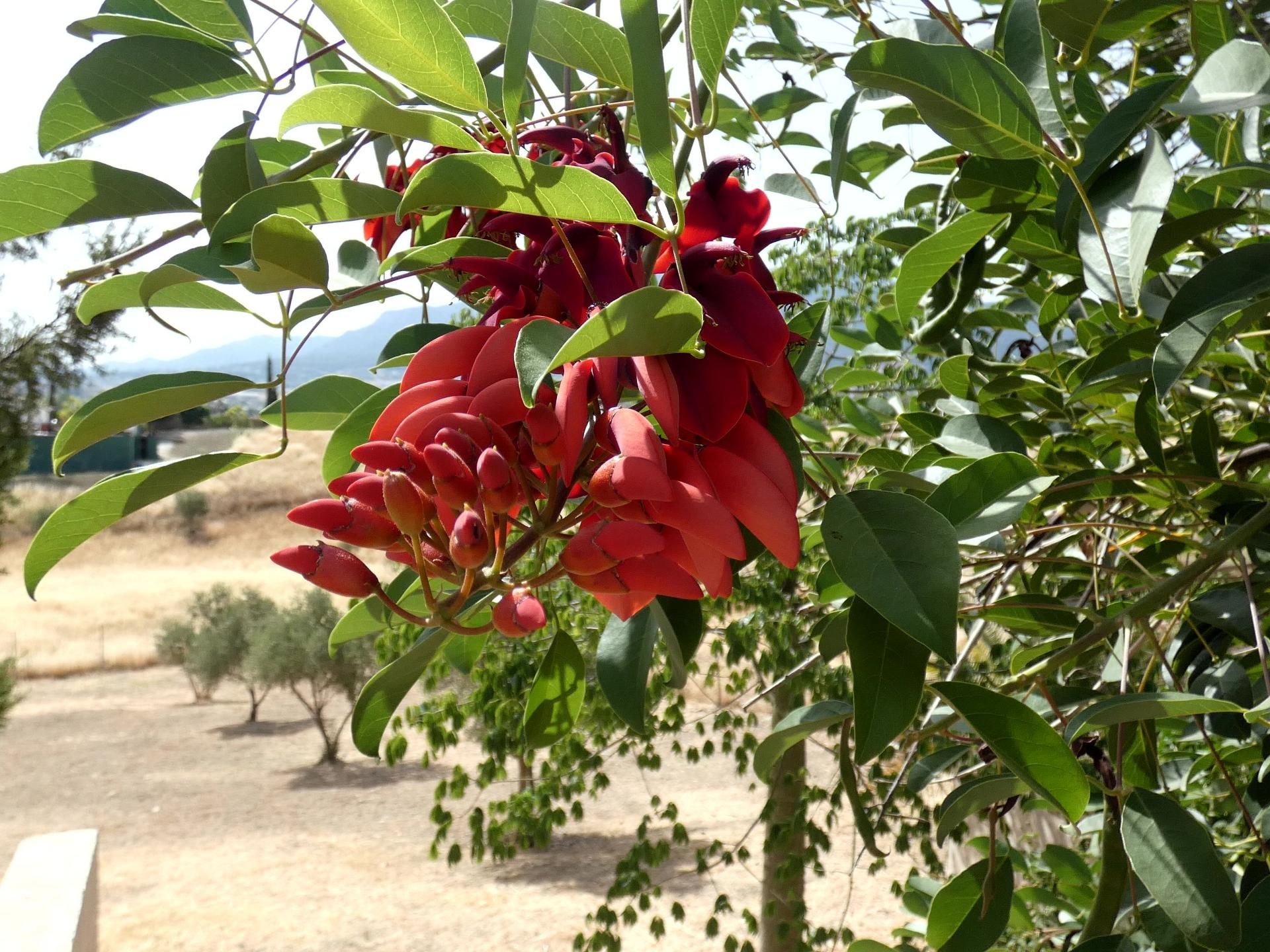 بيت في Coín, Andalucía 11267040