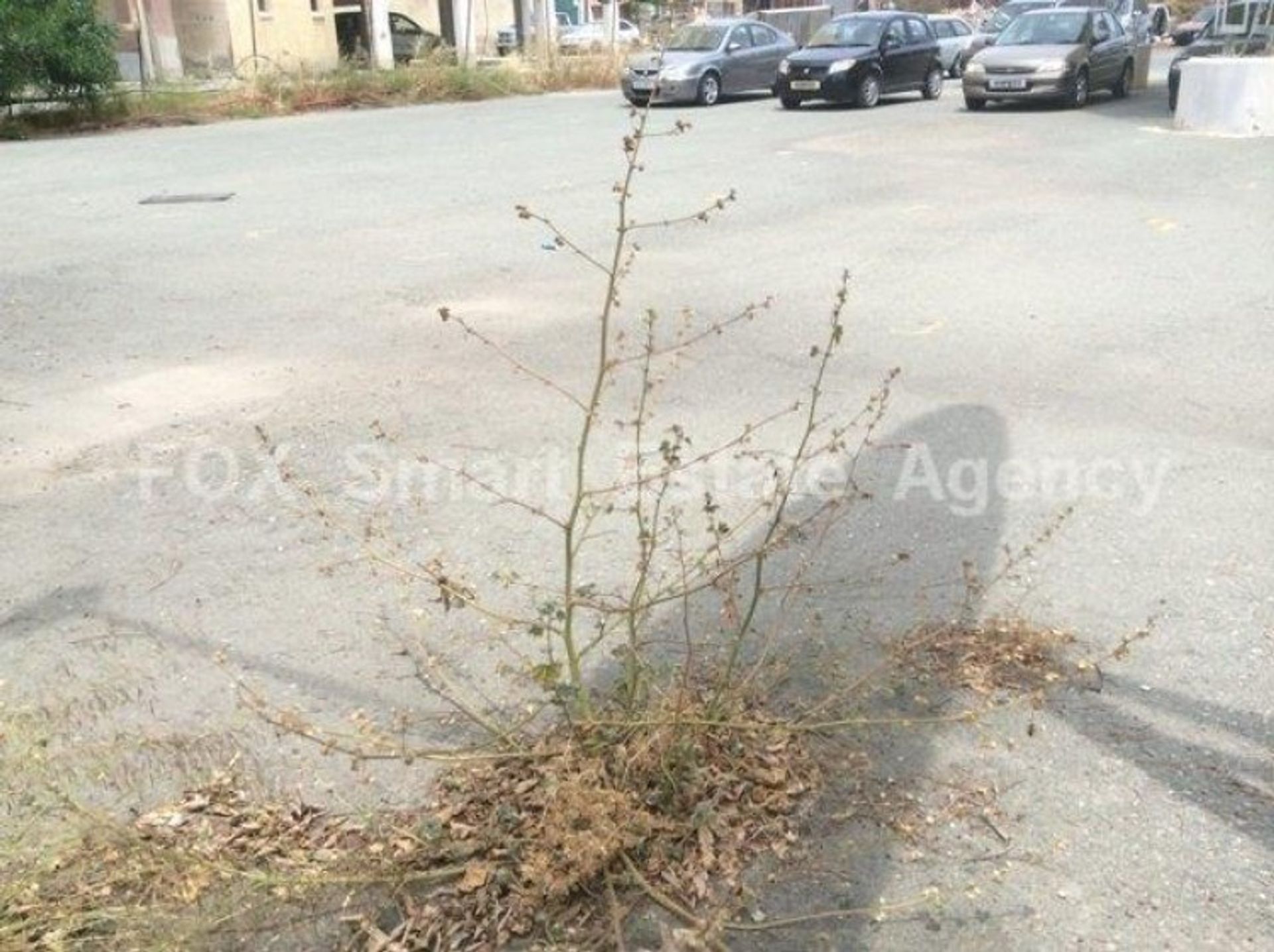 Land in Limassol, Limassol 11274985