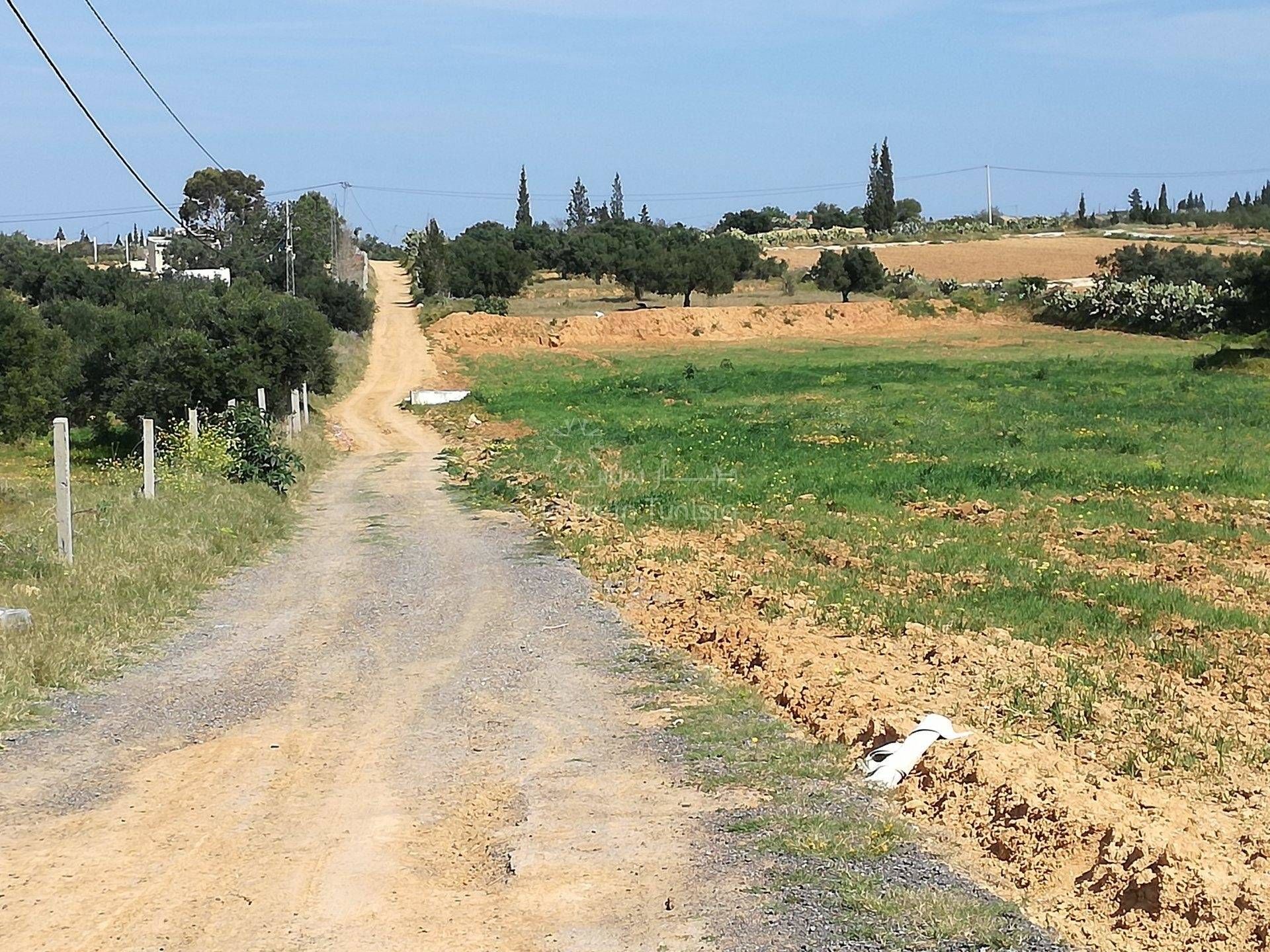 ארץ ב אקודה, סוסה 11275812