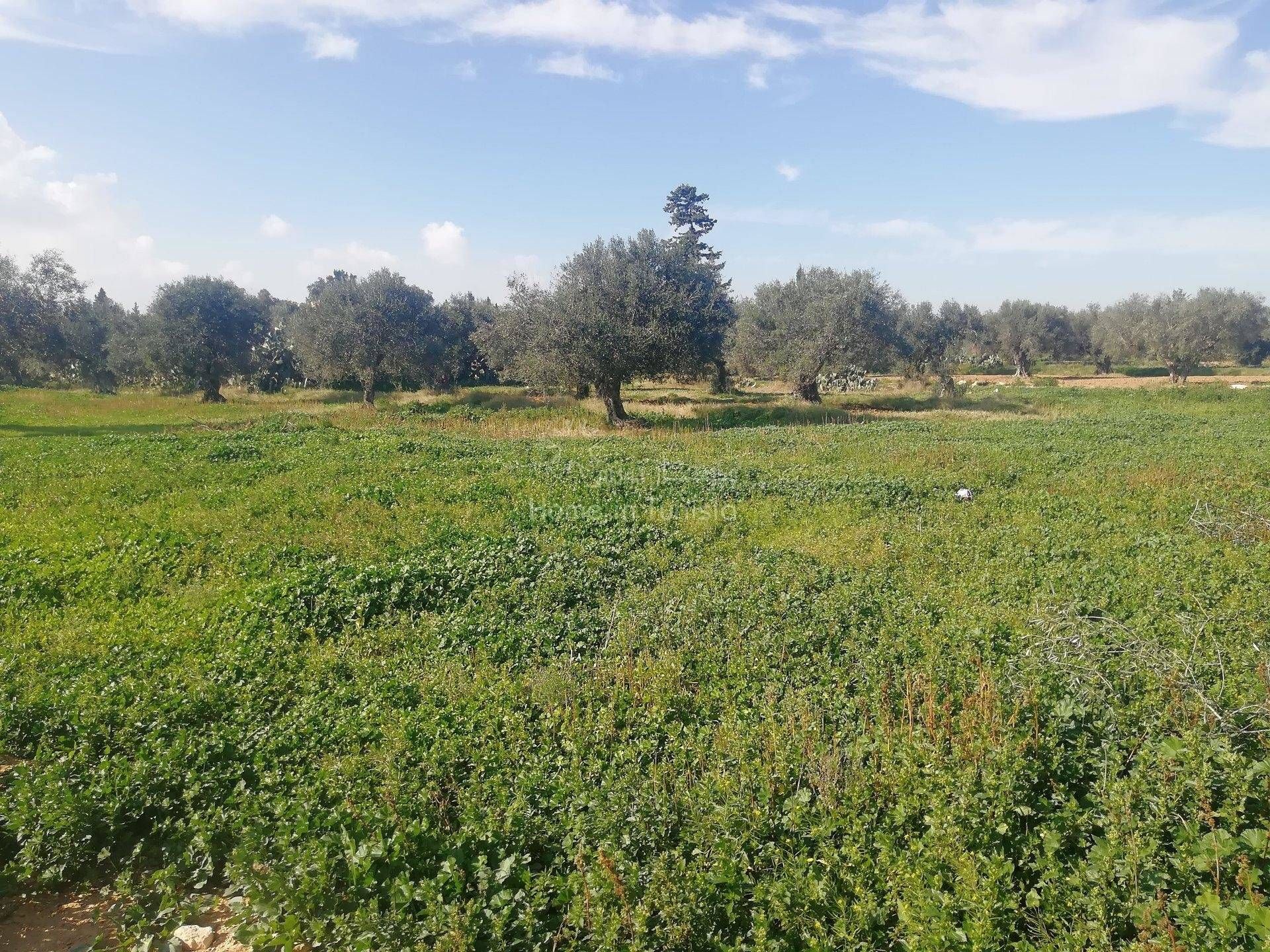 Land im El Haj Mohammed Zarrouch, Sousse 11276168