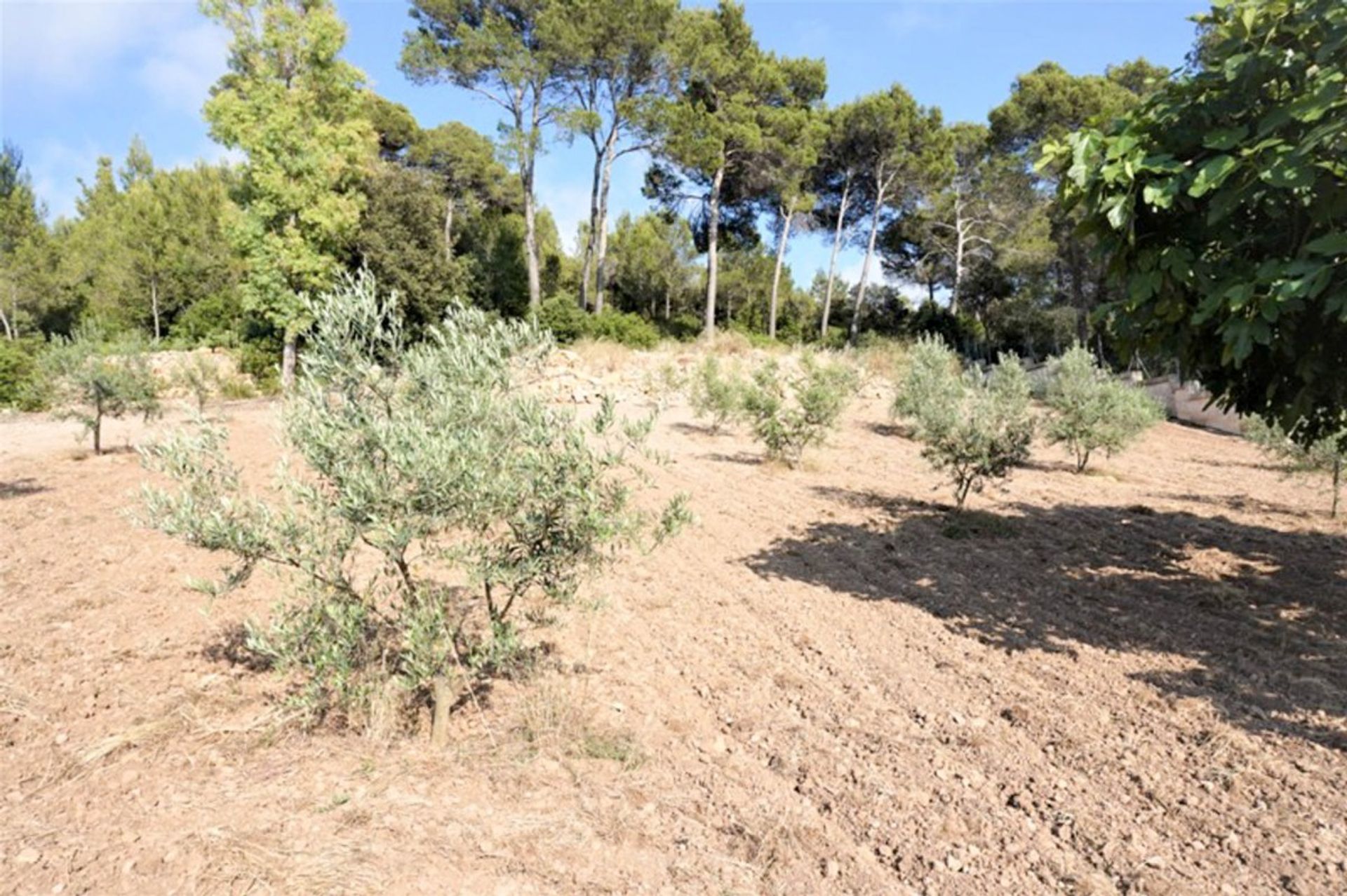 Tierra en Capdepera, Islas Baleares 11278289