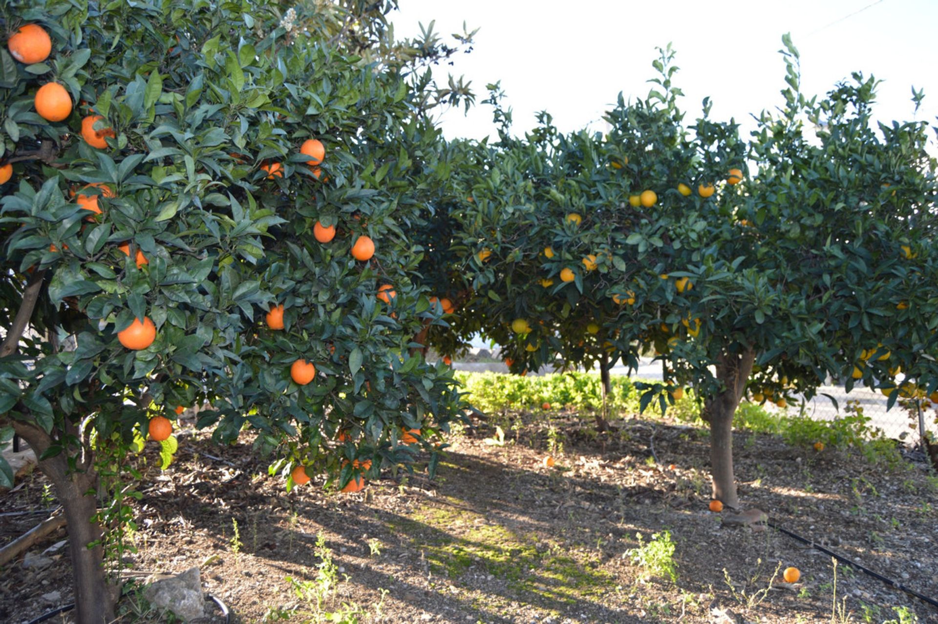 Talo sisään Álora, Andalucía 11278509