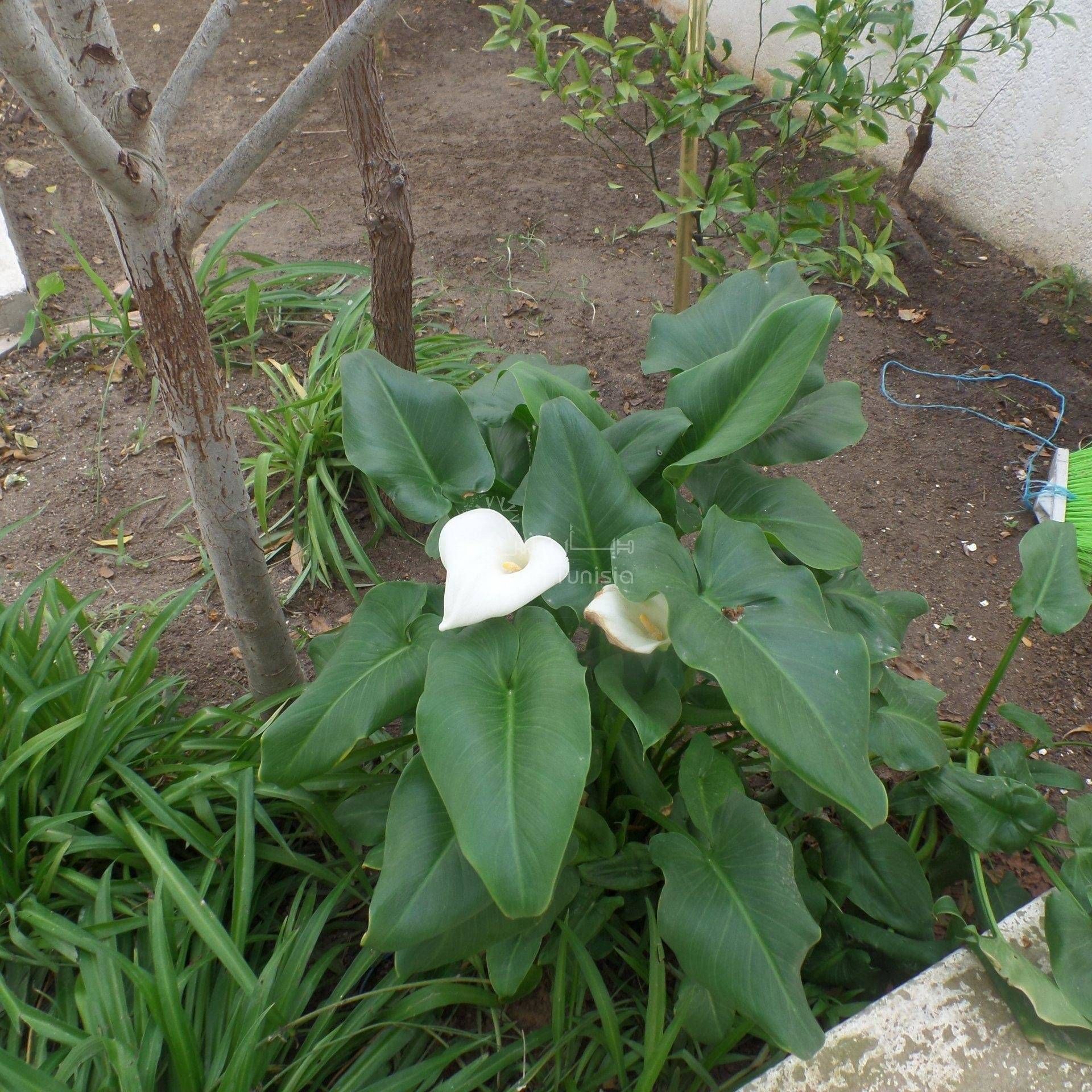 casa en Bani Khiyar, Nabeul 11286294