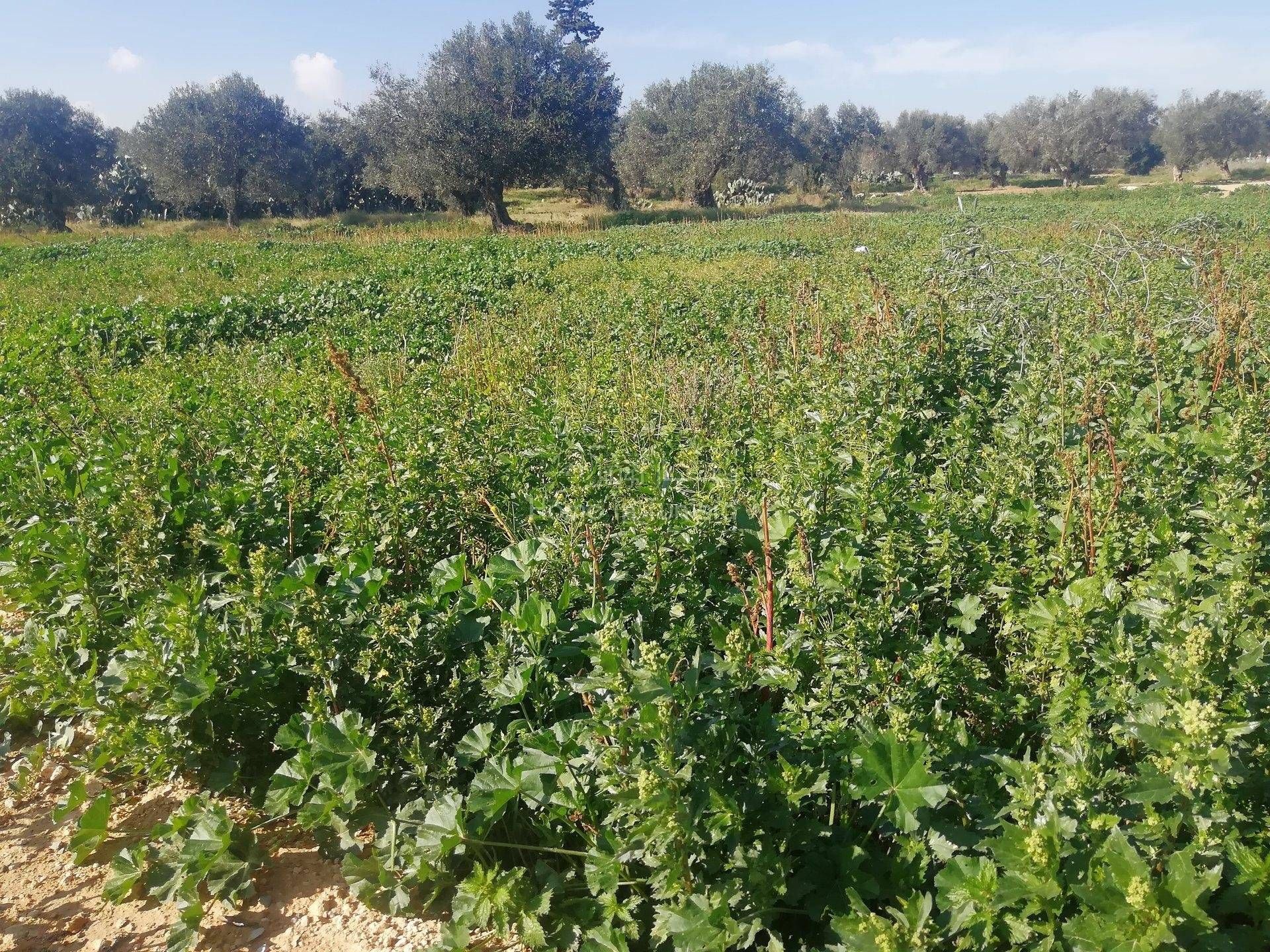 Land in El Haj Mohammed Zarrouch, Sousse 11286587