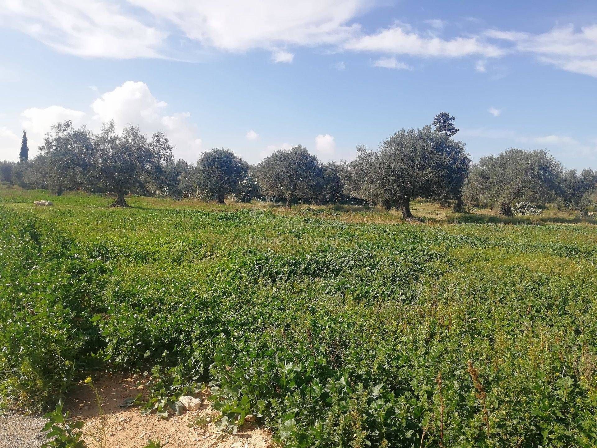 Land in El Haj Mohammed Zarrouch, Sousse 11286587