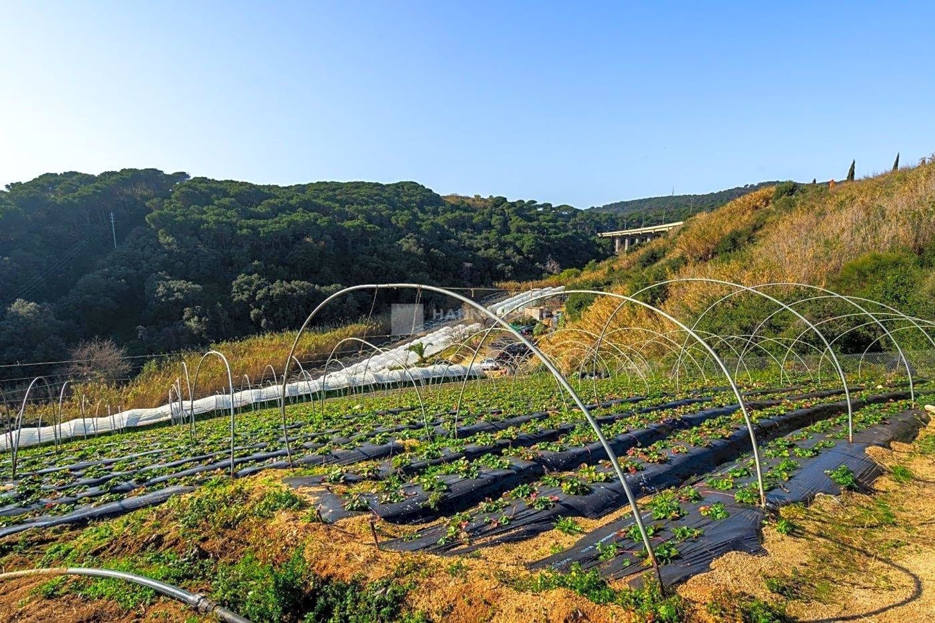 Land in Sant Pol de Mar, Cataluña 11287702