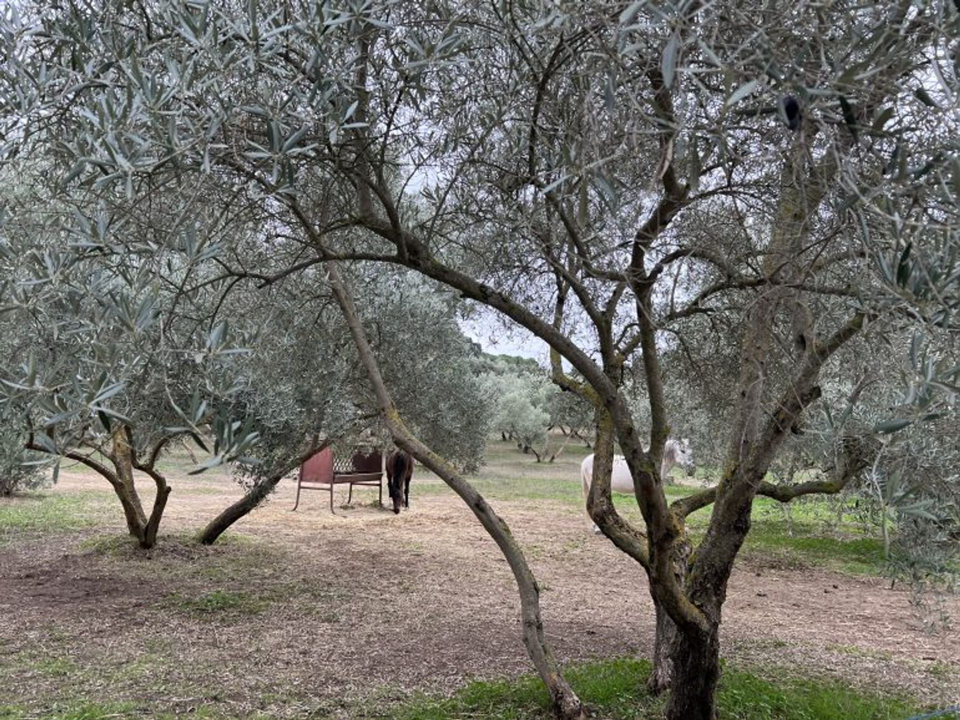 Будинок в Ronda, Andalucía 11292199