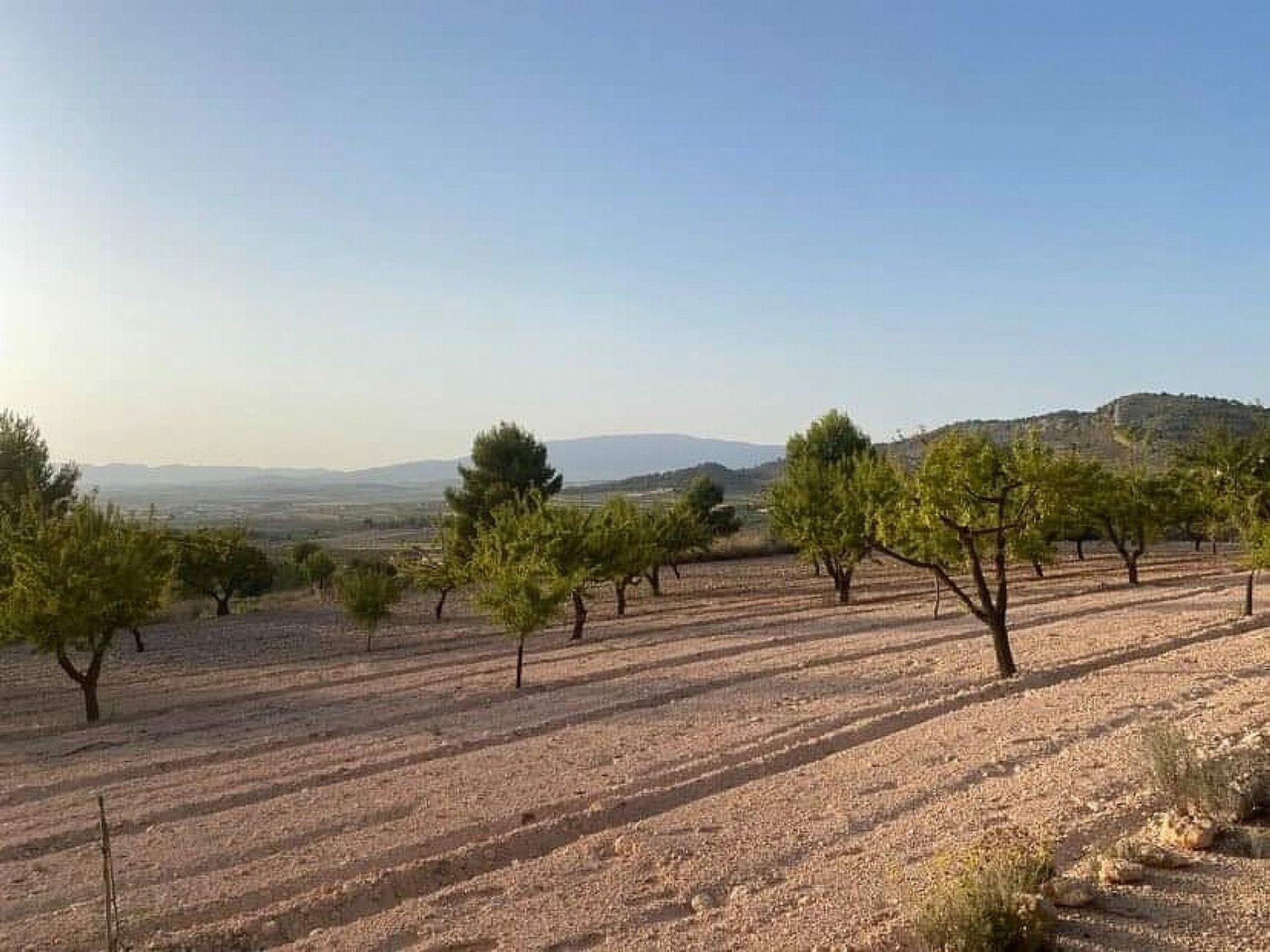 Tanah dalam Pinoso, Comunidad Valenciana 11294143