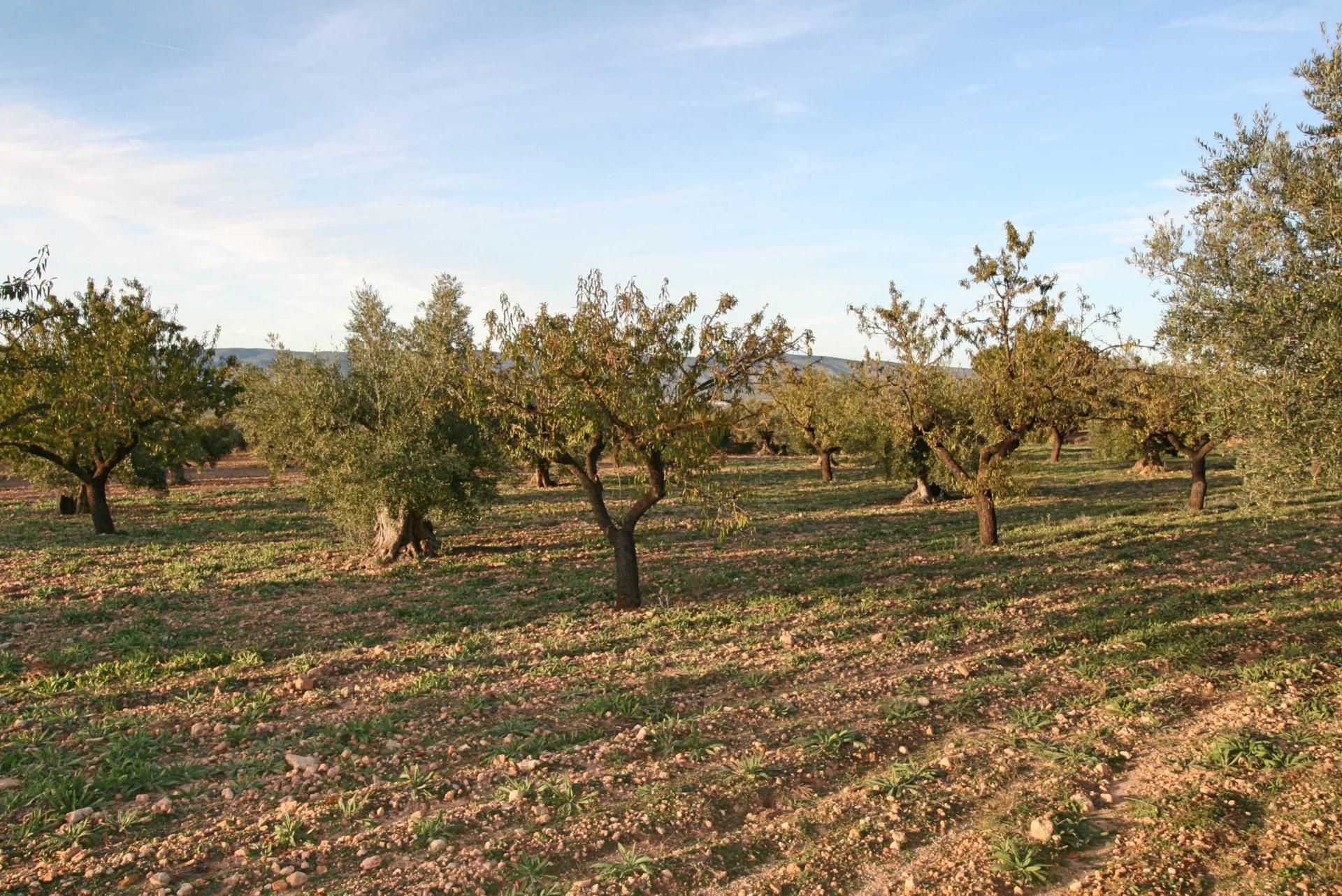 Tanah di Biar, Comunidad Valenciana 11294534