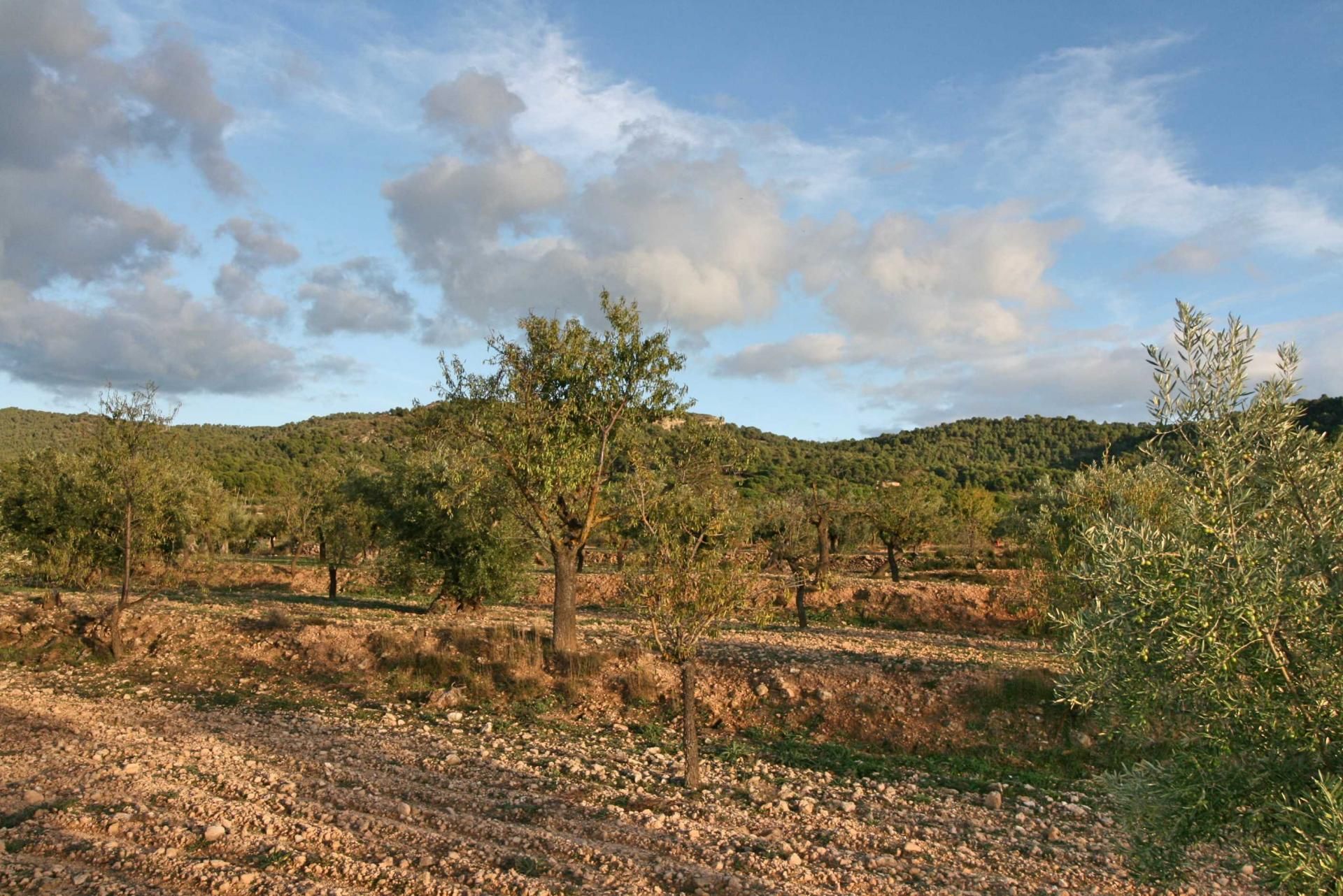 Tierra en Biar, Comunidad Valenciana 11294534