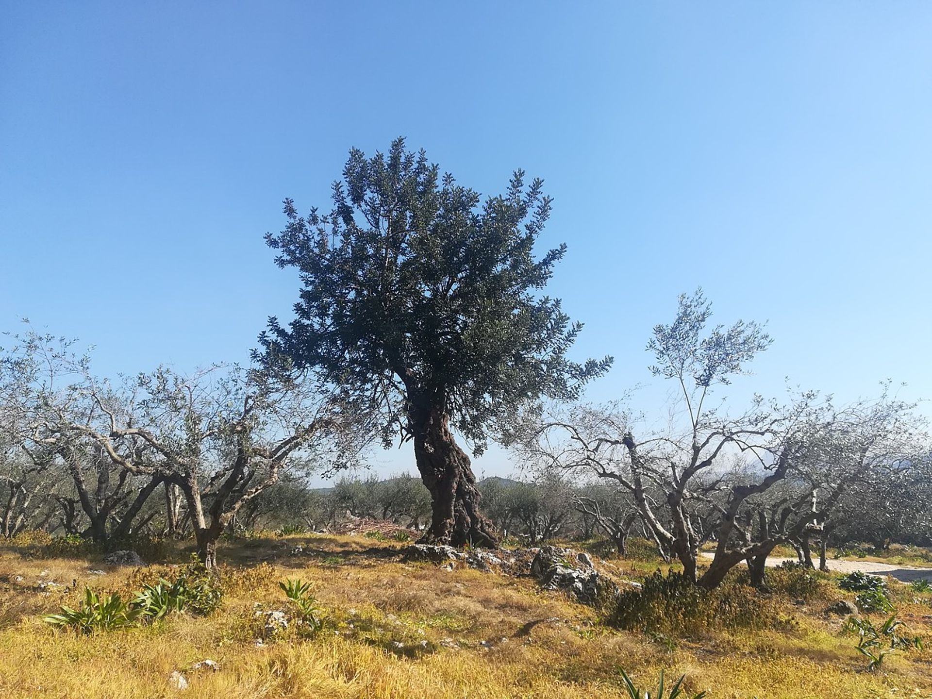 Συγκυριαρχία σε Chania,  11296325