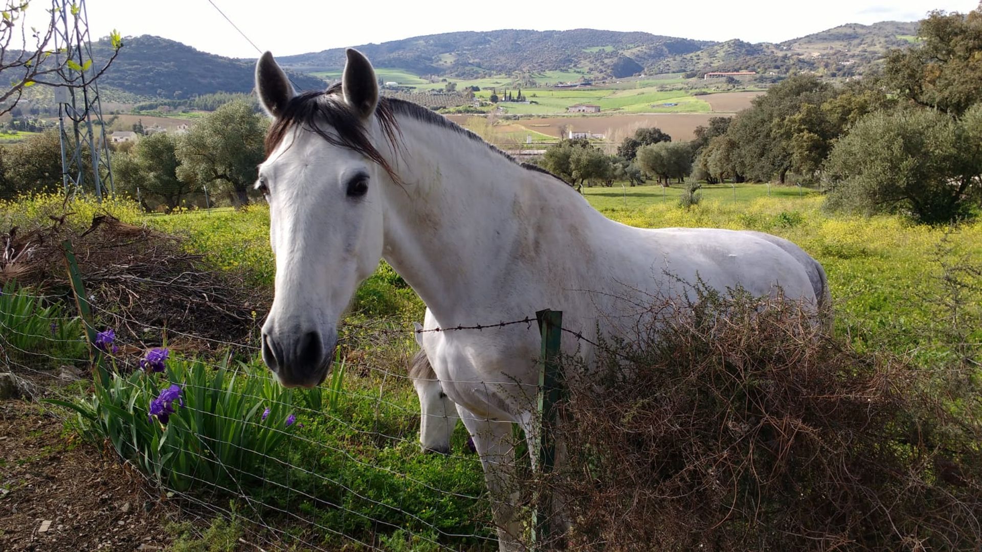 Talo sisään Ronda, Andalucía 11301449