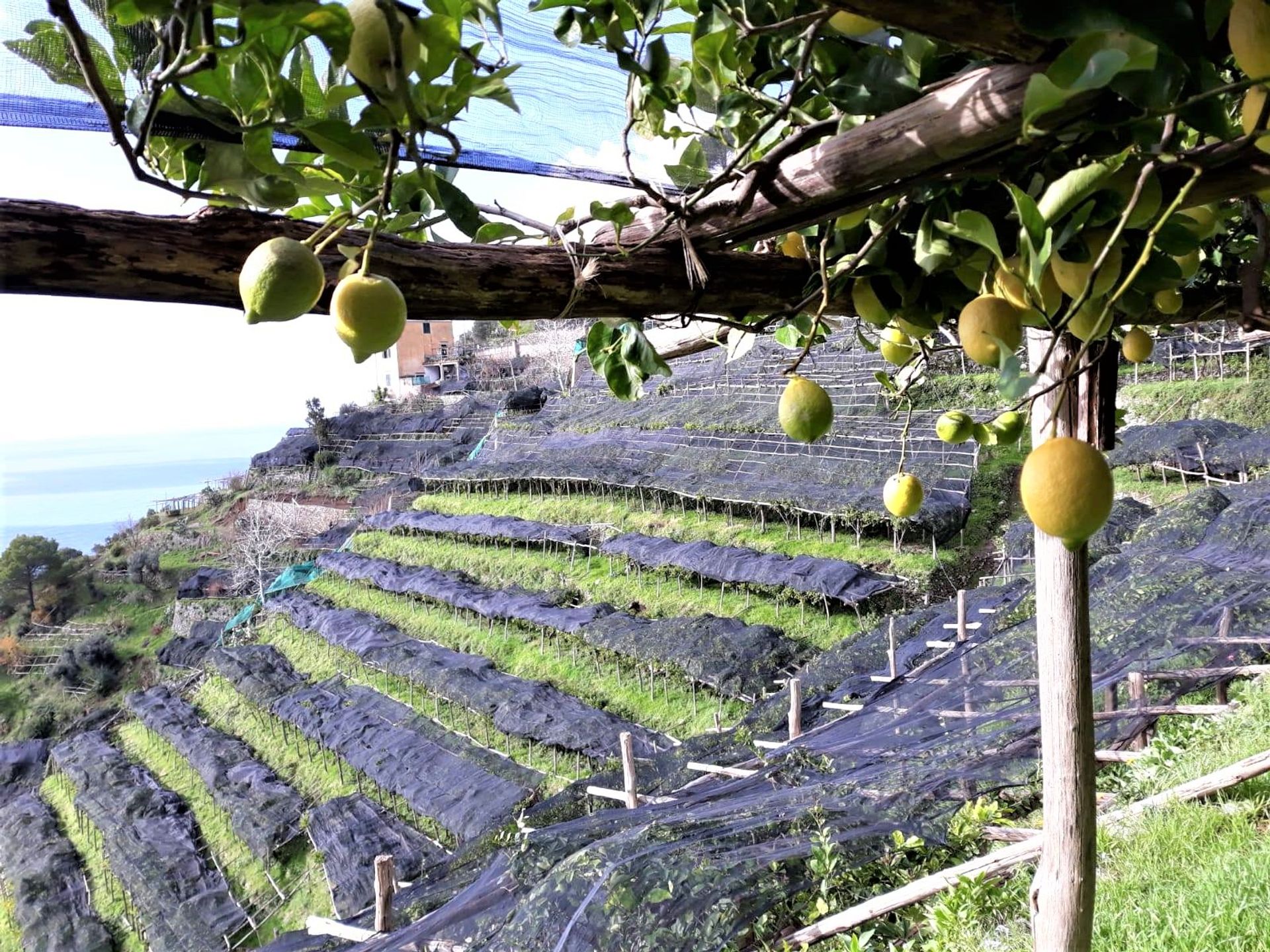 Land i Maiori, Campania 11303232