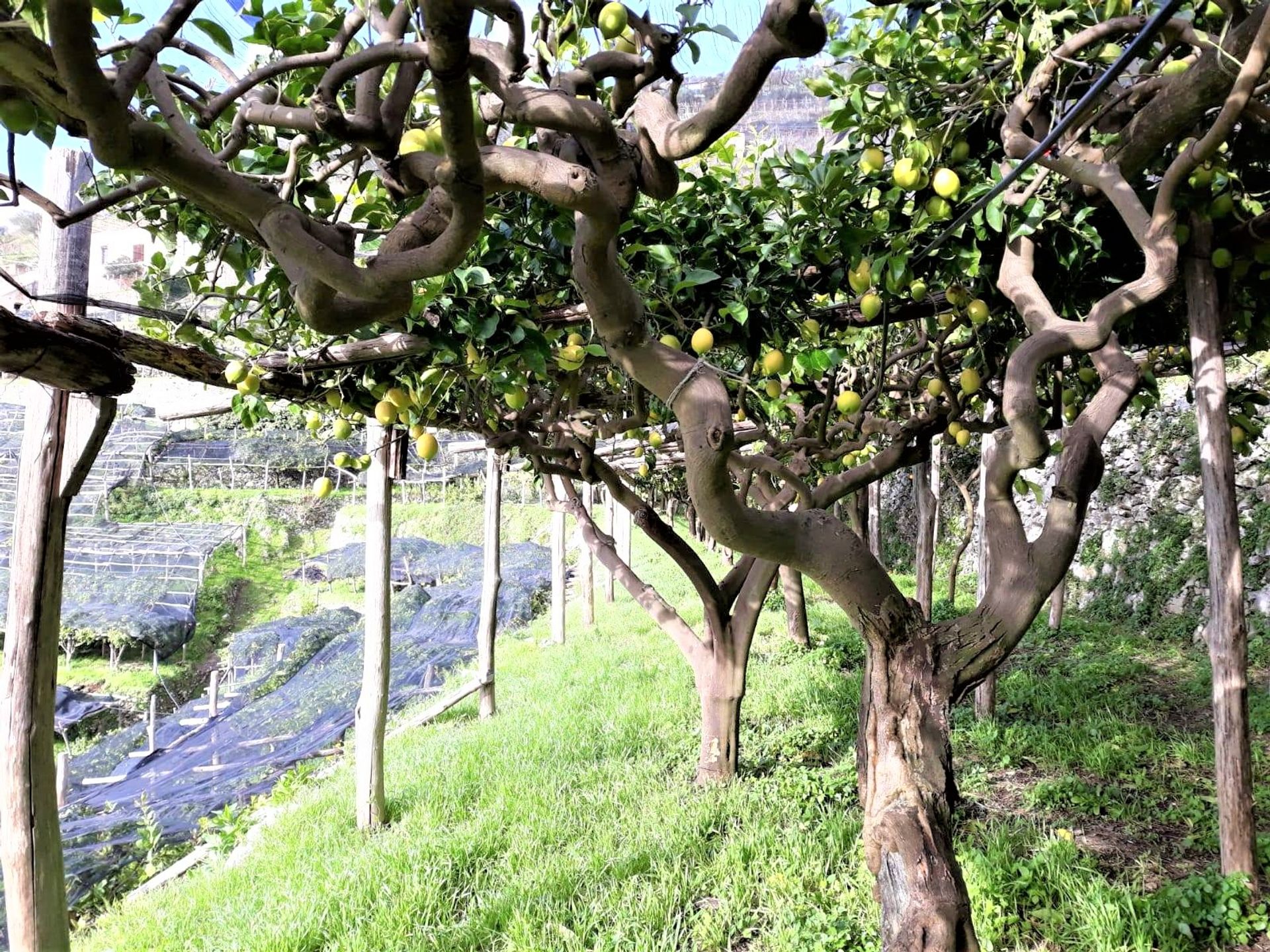 Terra no Maiori, Campania 11303232