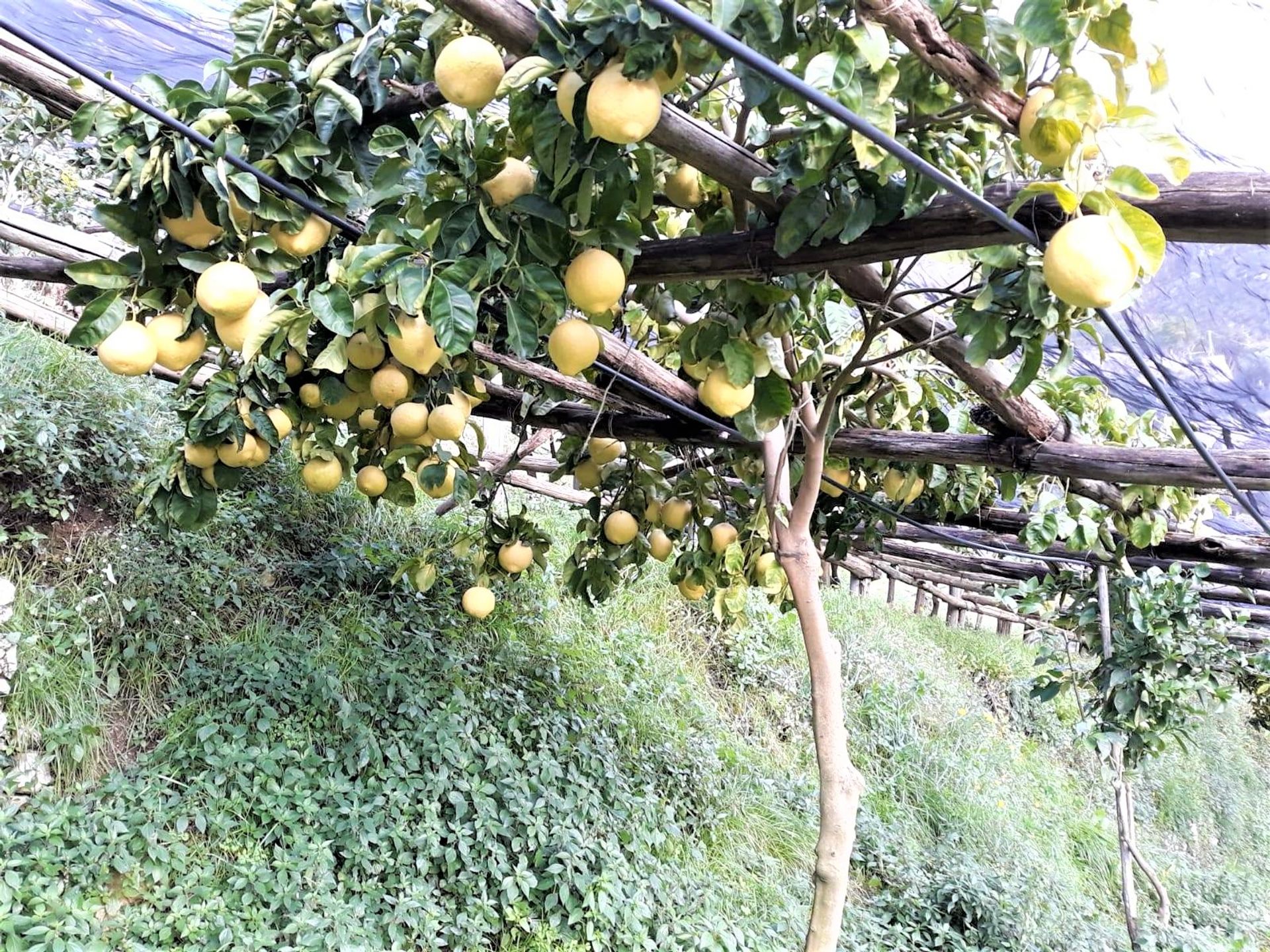 Jord i Maiori, Campania 11303233