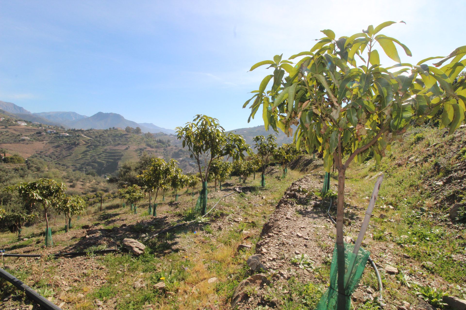 Talo sisään Cómpeta, Andalucía 11303484