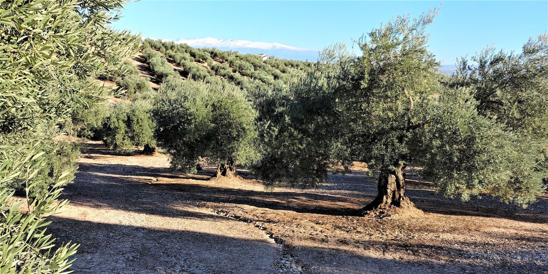 casa en Íllora, Andalucía 11304194