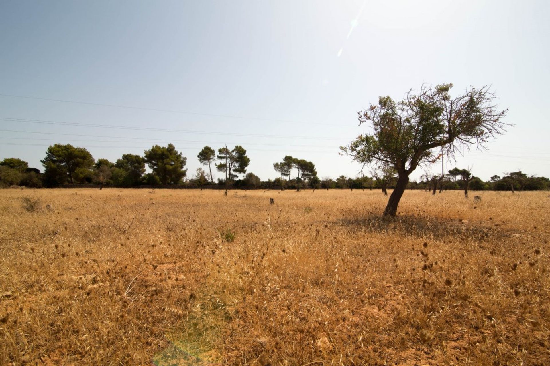 Terra no , Illes Balears 11314131