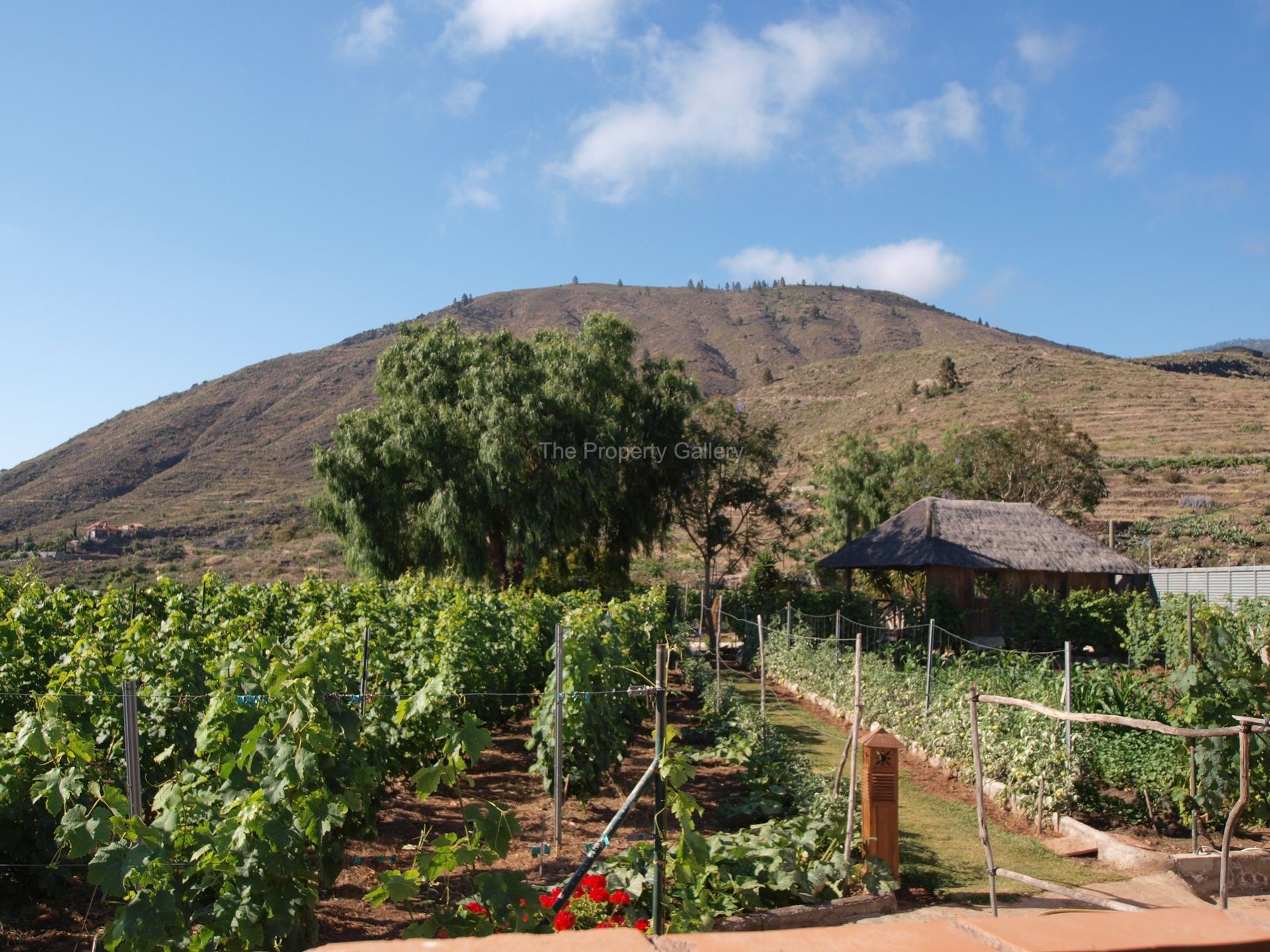 房子 在 Guía de Isora, Canarias 11315897