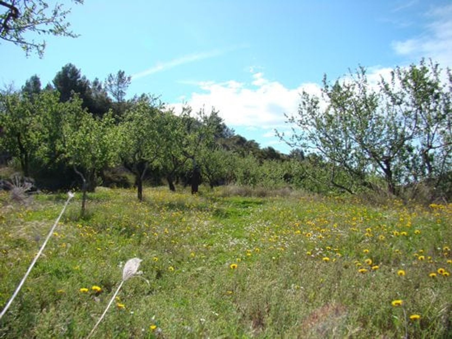 Terra no Benimallunt, Valência 11316160