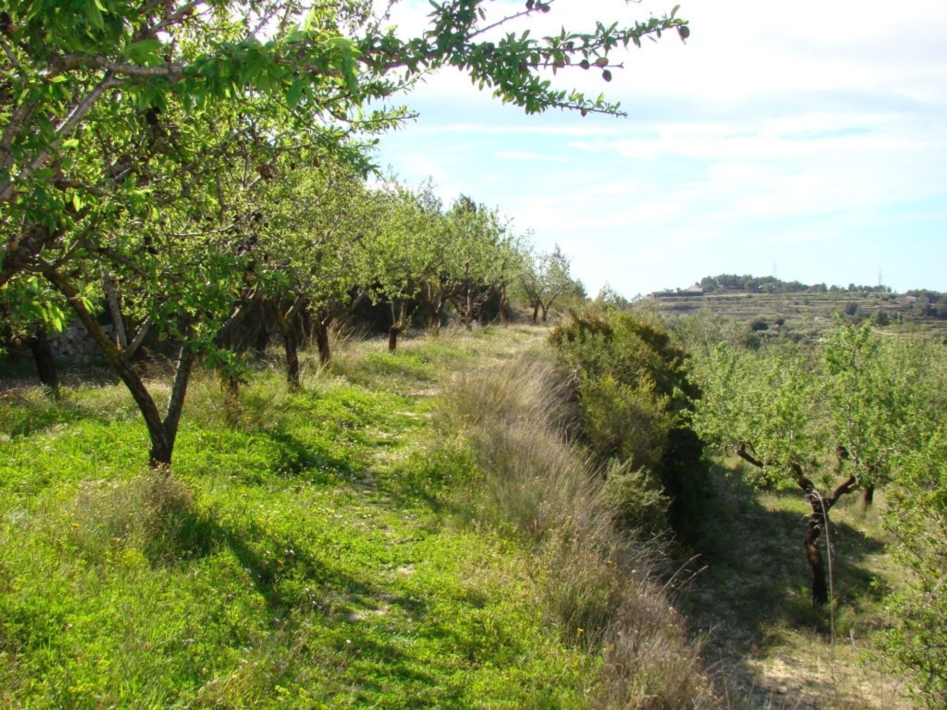 Terra no Benimallunt, Valência 11316160