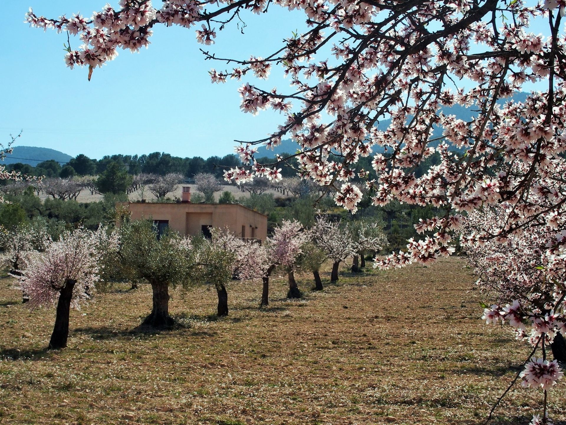 房子 在 Castalla, Comunidad Valenciana 11317784