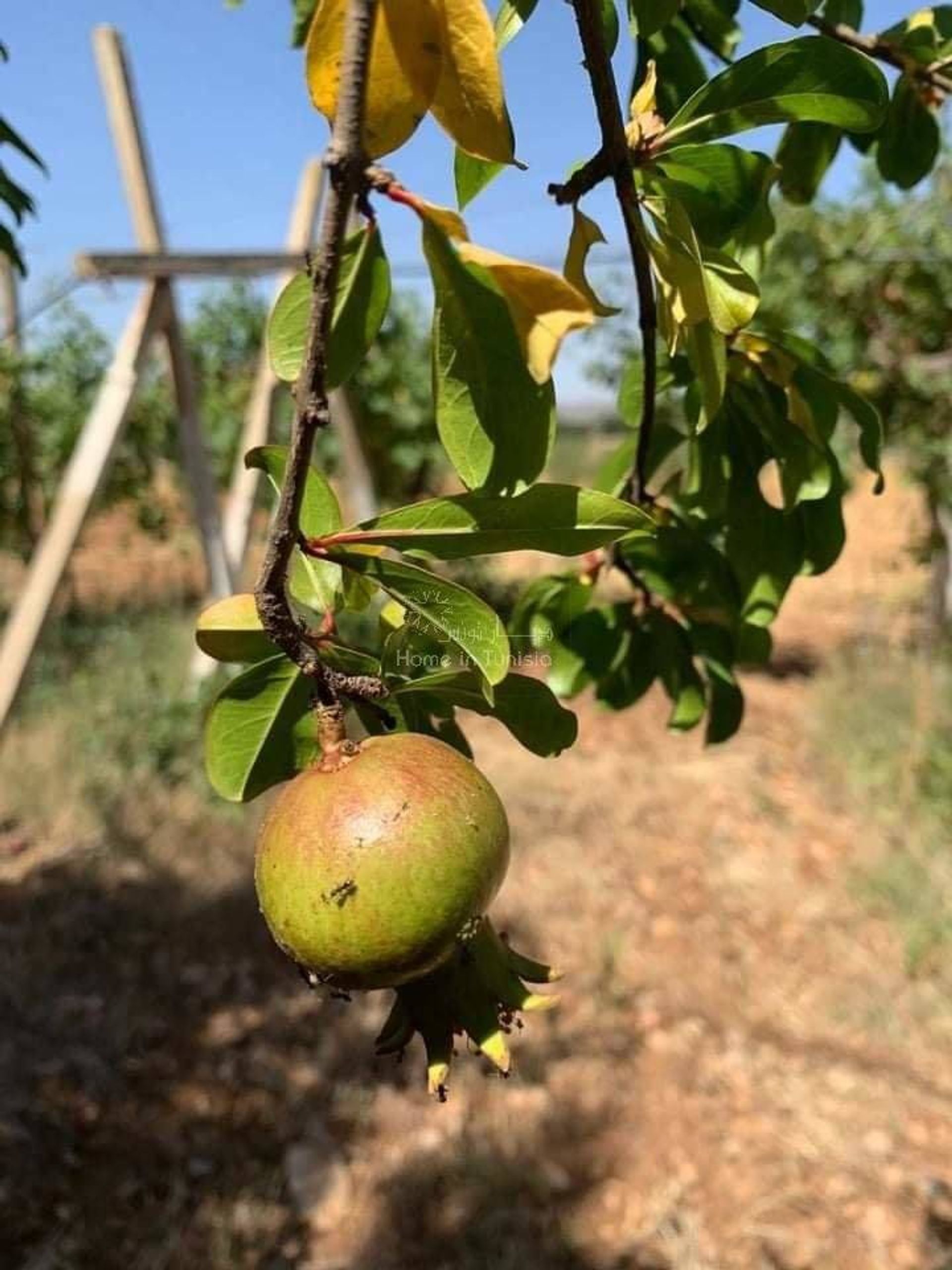 Tierra en nassene, Ben Arous 11317800