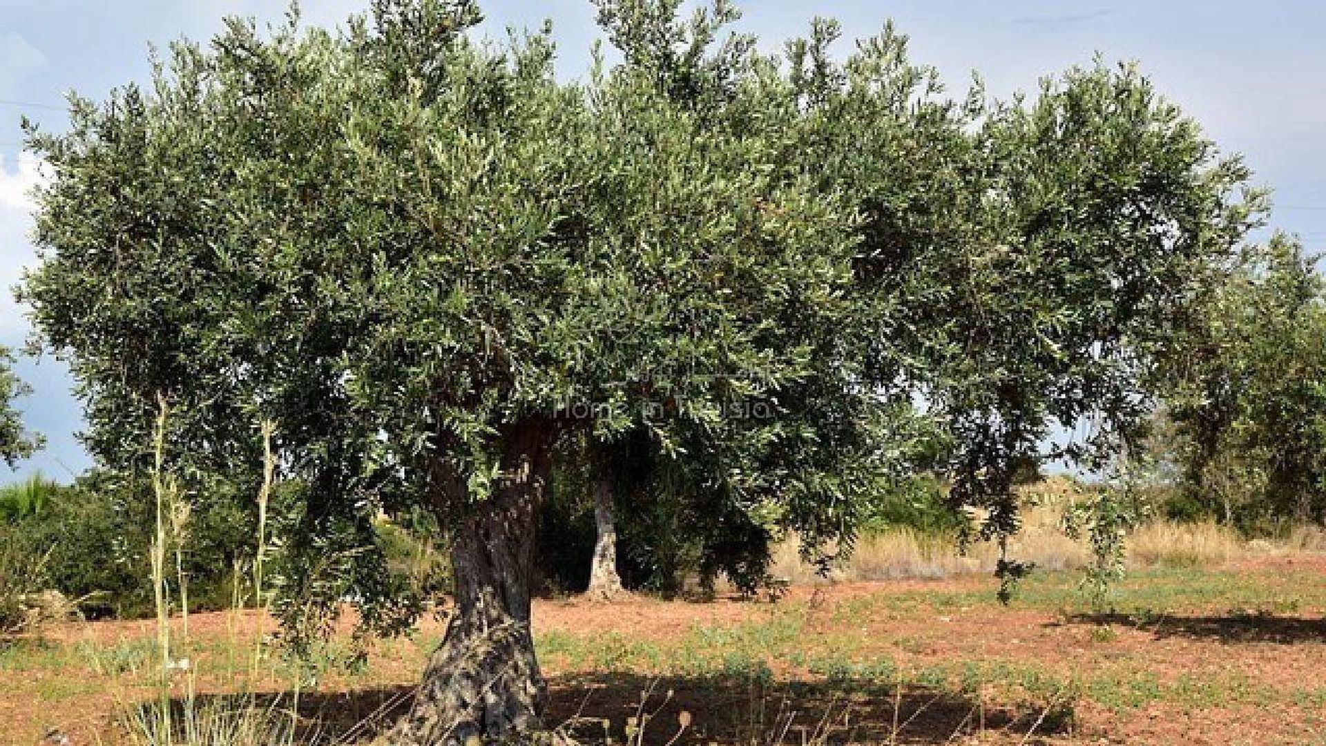 Tierra en Henndi el Alouj, Susa 11319245