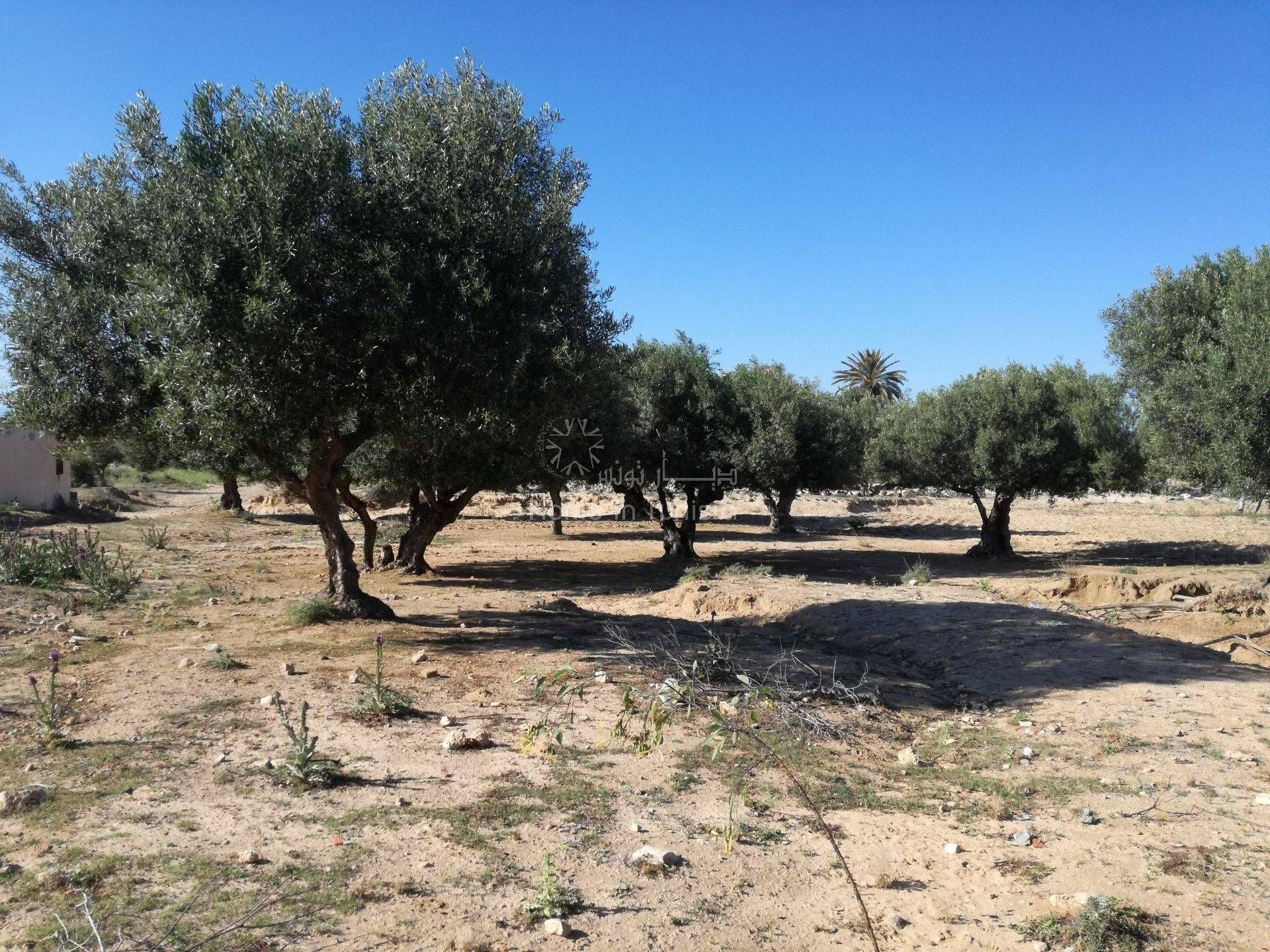 Γη σε Χαρκαλάχ, Sousse 11319488