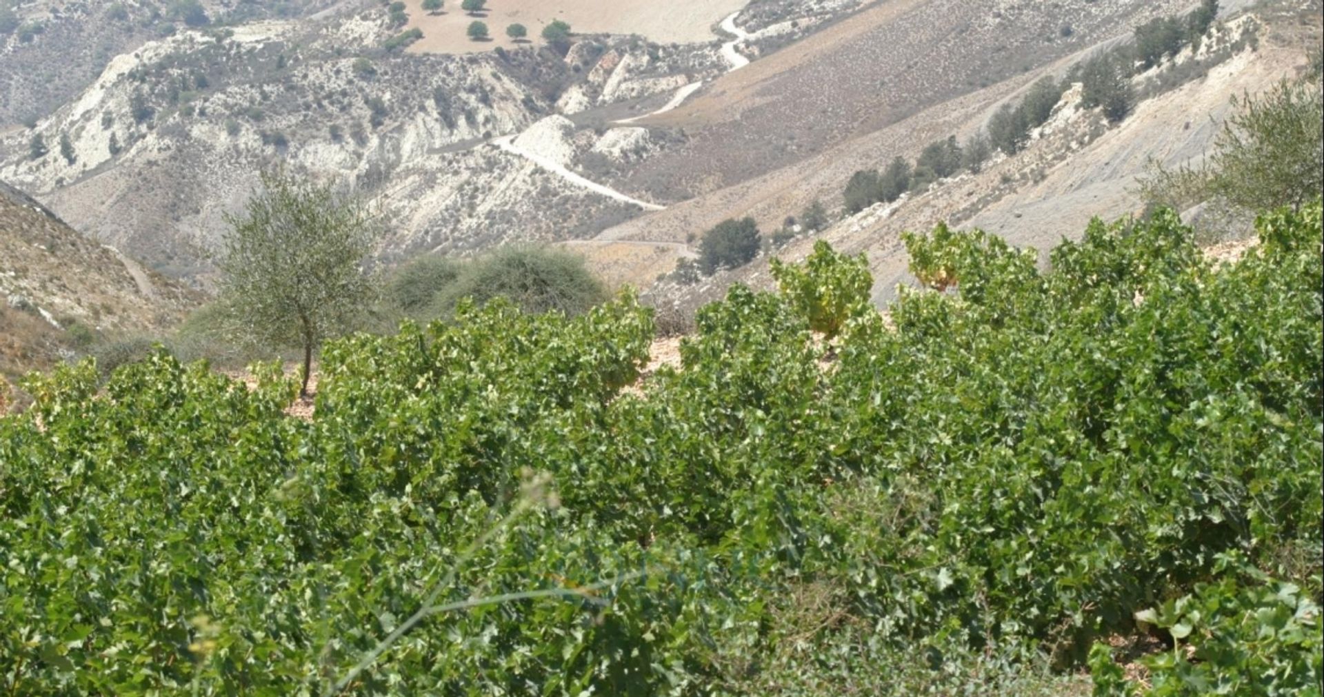 rumah dalam Tala, Paphos 11320819