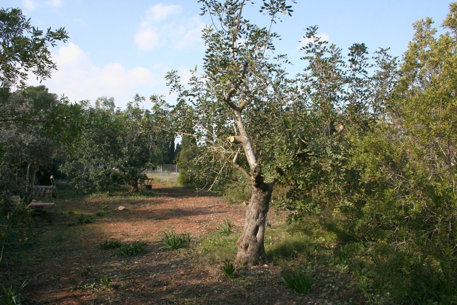 Land in Pedreguer, Comunidad Valenciana 11330419