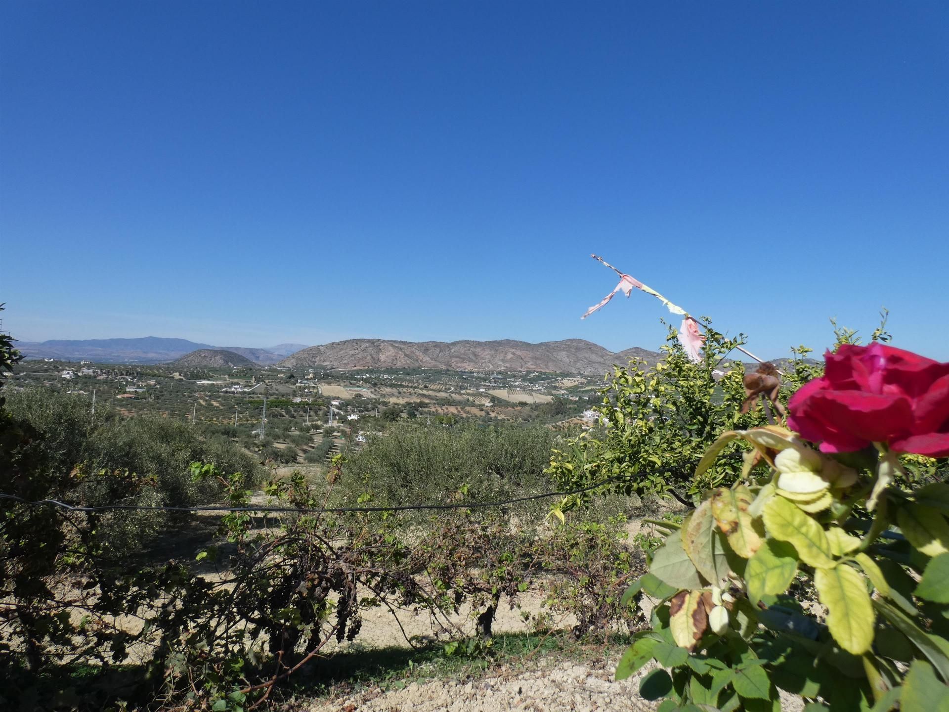 Dom w Alhaurín el Grande, Andalucía 11334972