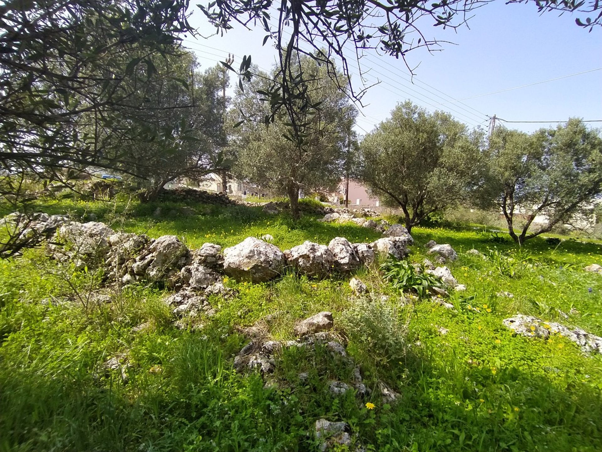 ארץ ב Drapanos,  11336343