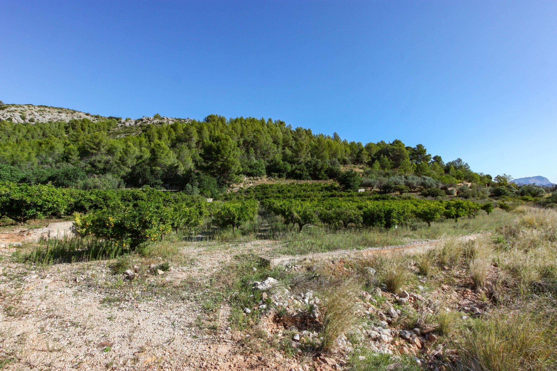 Land in Sagra, Valencian Community 11342474