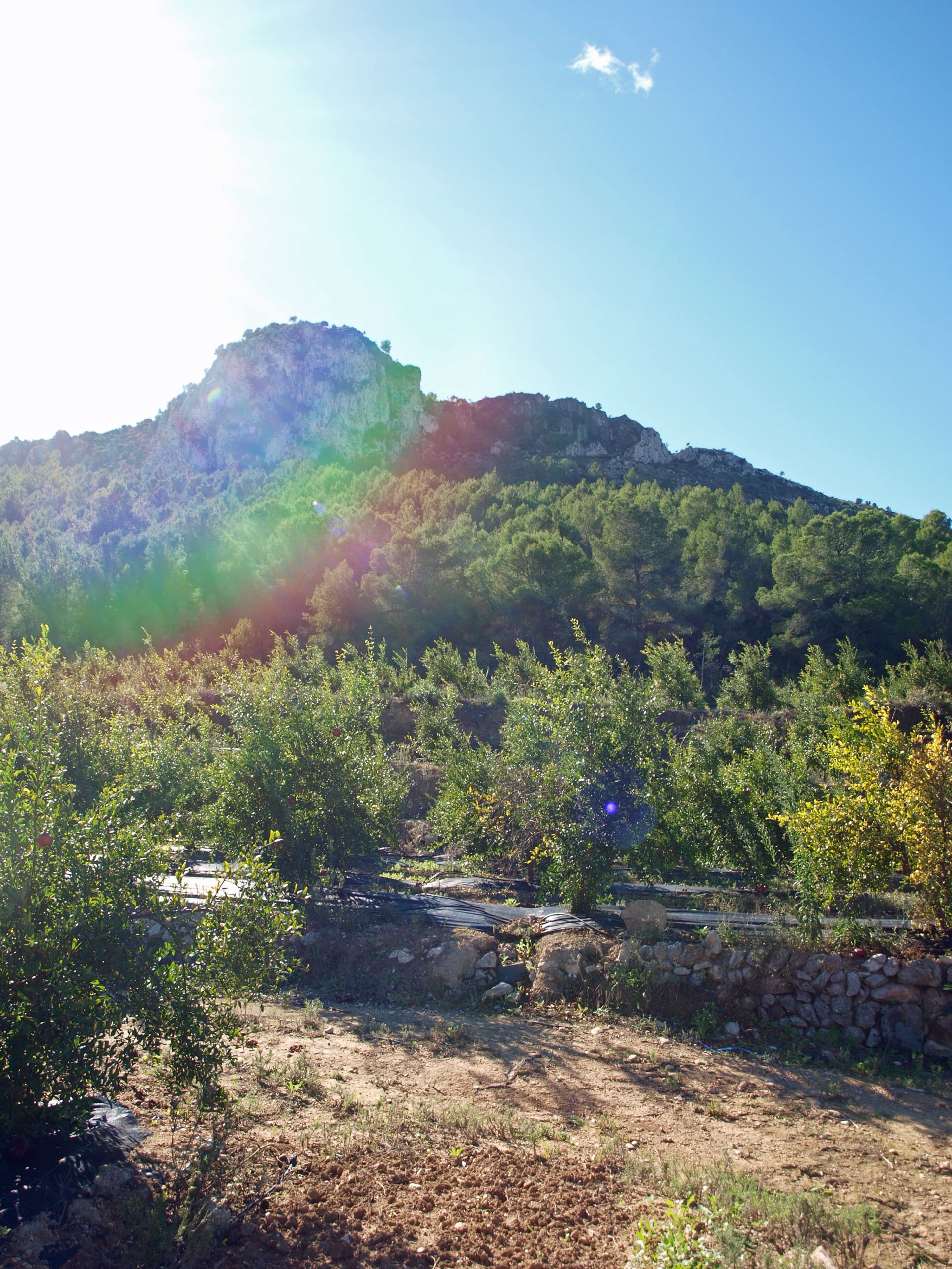 Maa sisään Orba, Comunitat Valenciana 11342478