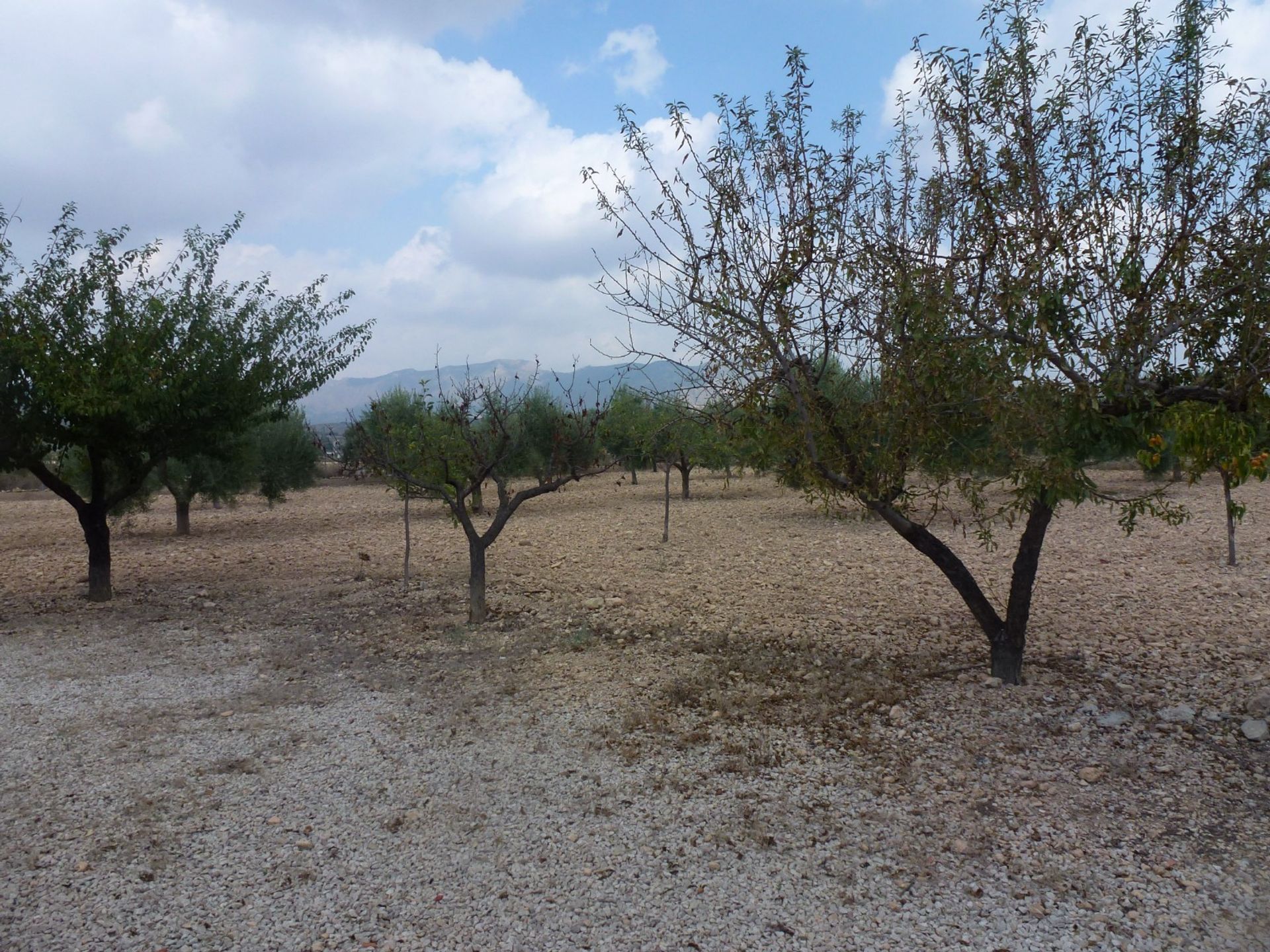 casa no Hondón de los Frailes, Valencian Community 11342526