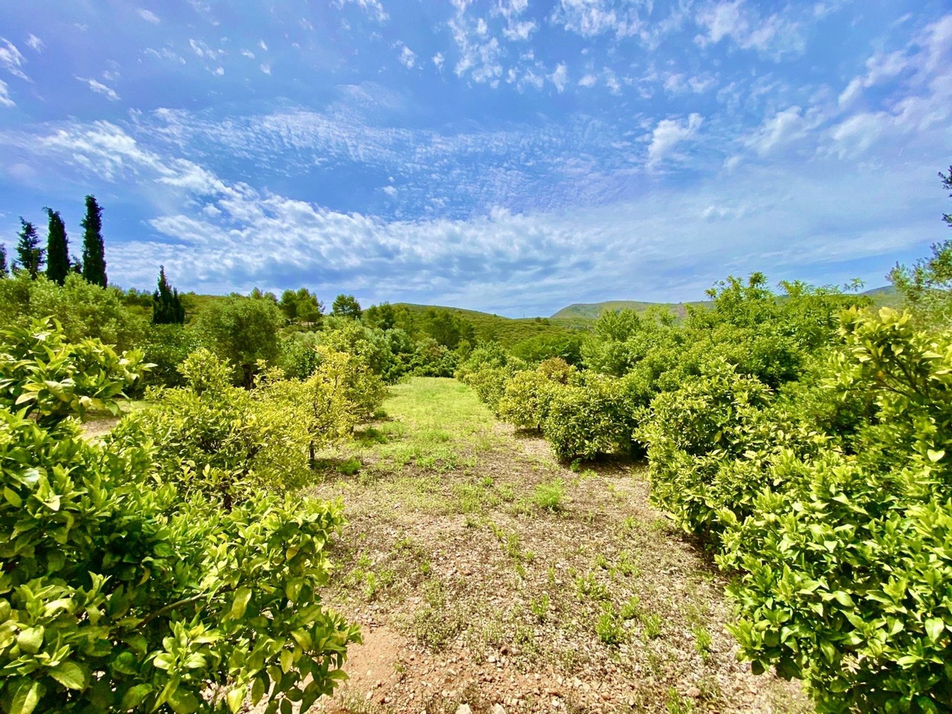 Talo sisään Alacant, Comunidad Valenciana 11342623